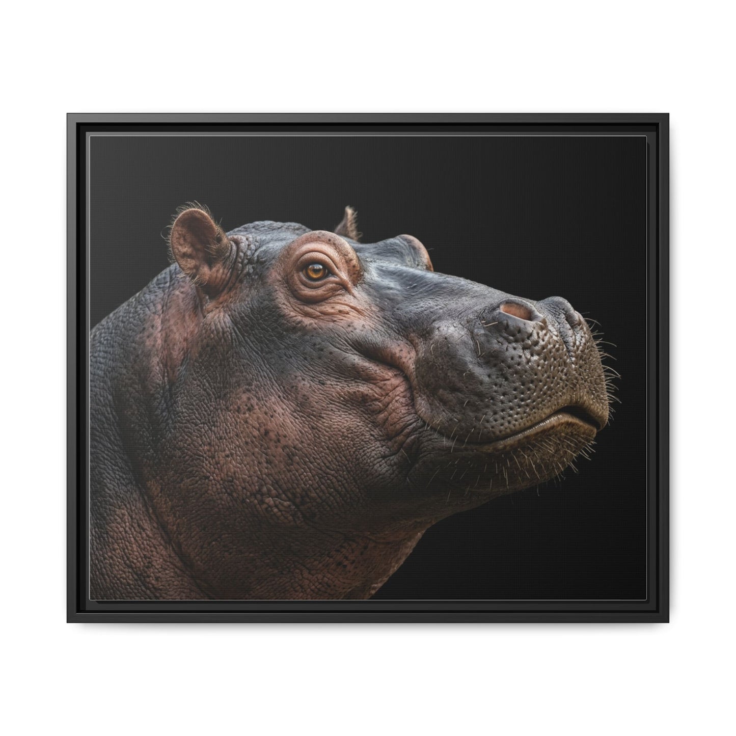 Framed Canvas Print — Hippopotamos In Colour
