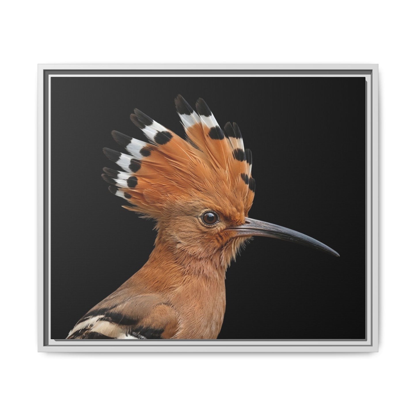 Framed Canvas Print — Afrikan Hoopoe In Colour