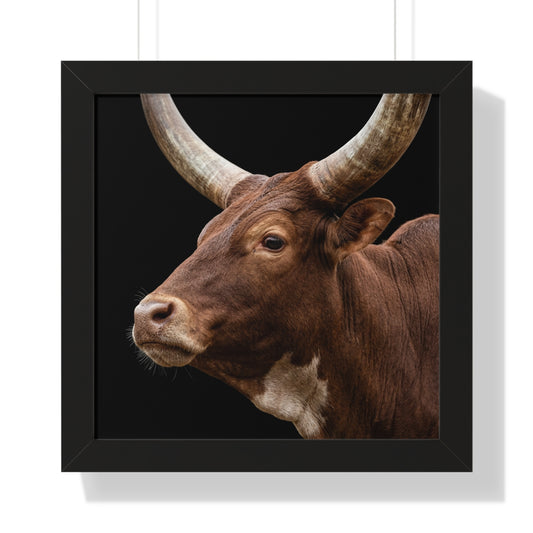 Framed Art Print – Ankole Cow In Colour