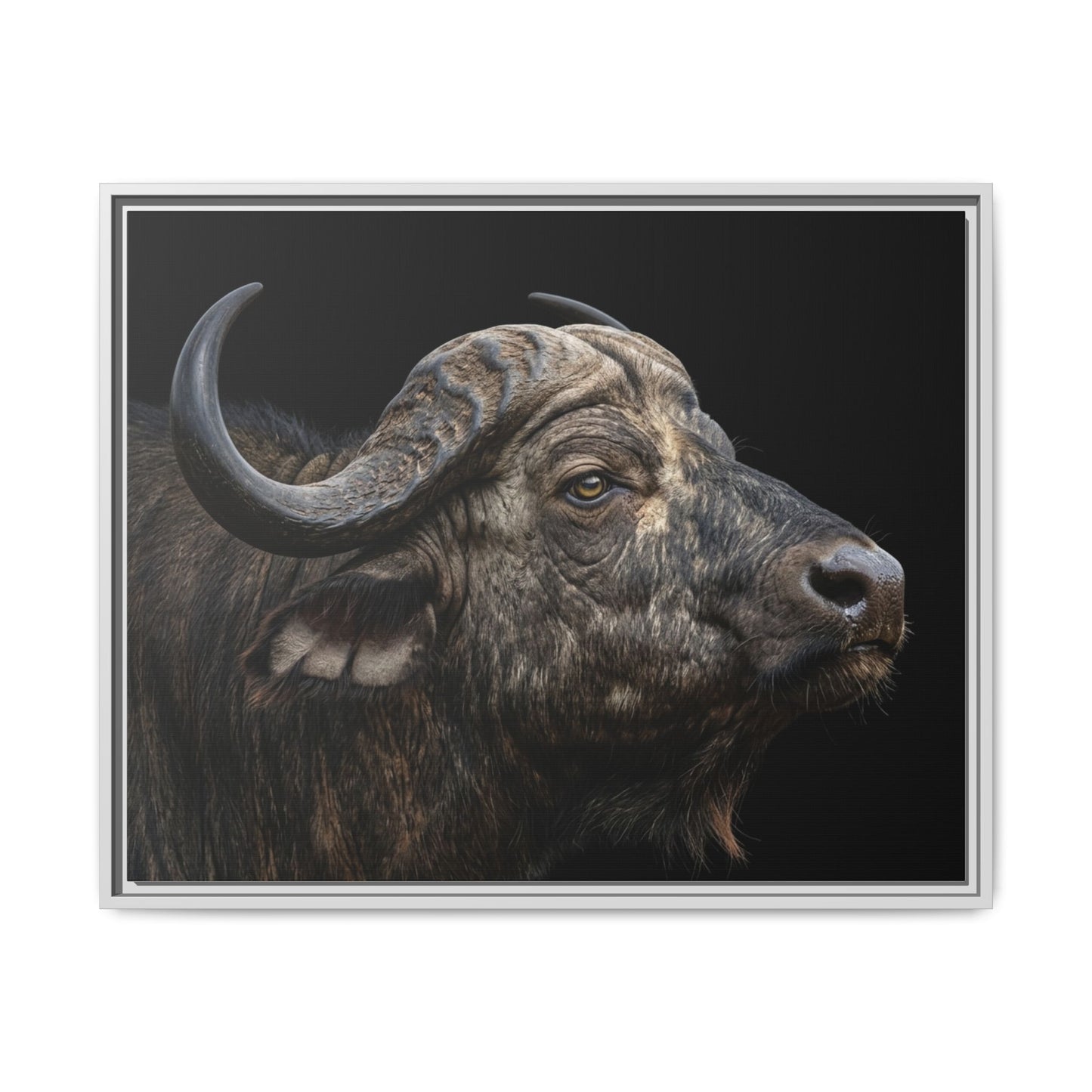 Framed Canvas Print — Cape Buffalo In Colour