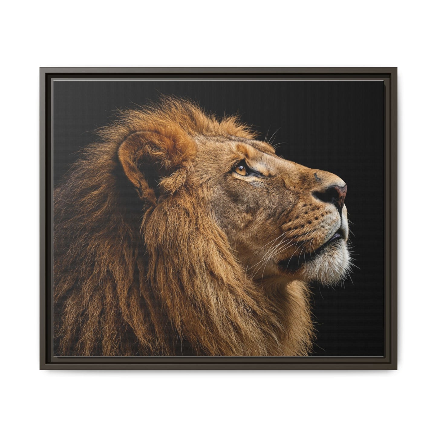 Framed Canvas Print — Lion In Colour