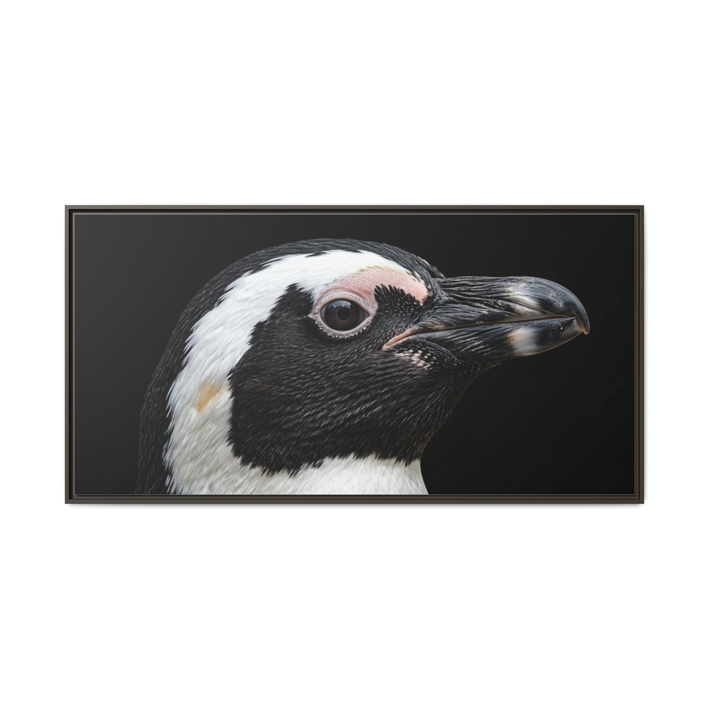 Framed Canvas Print — Afrikan Penguin In Colour