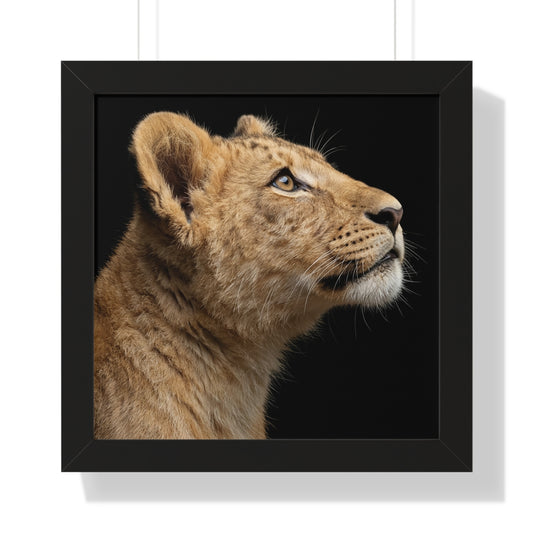 Framed Art Print – Lion Cub In Colour