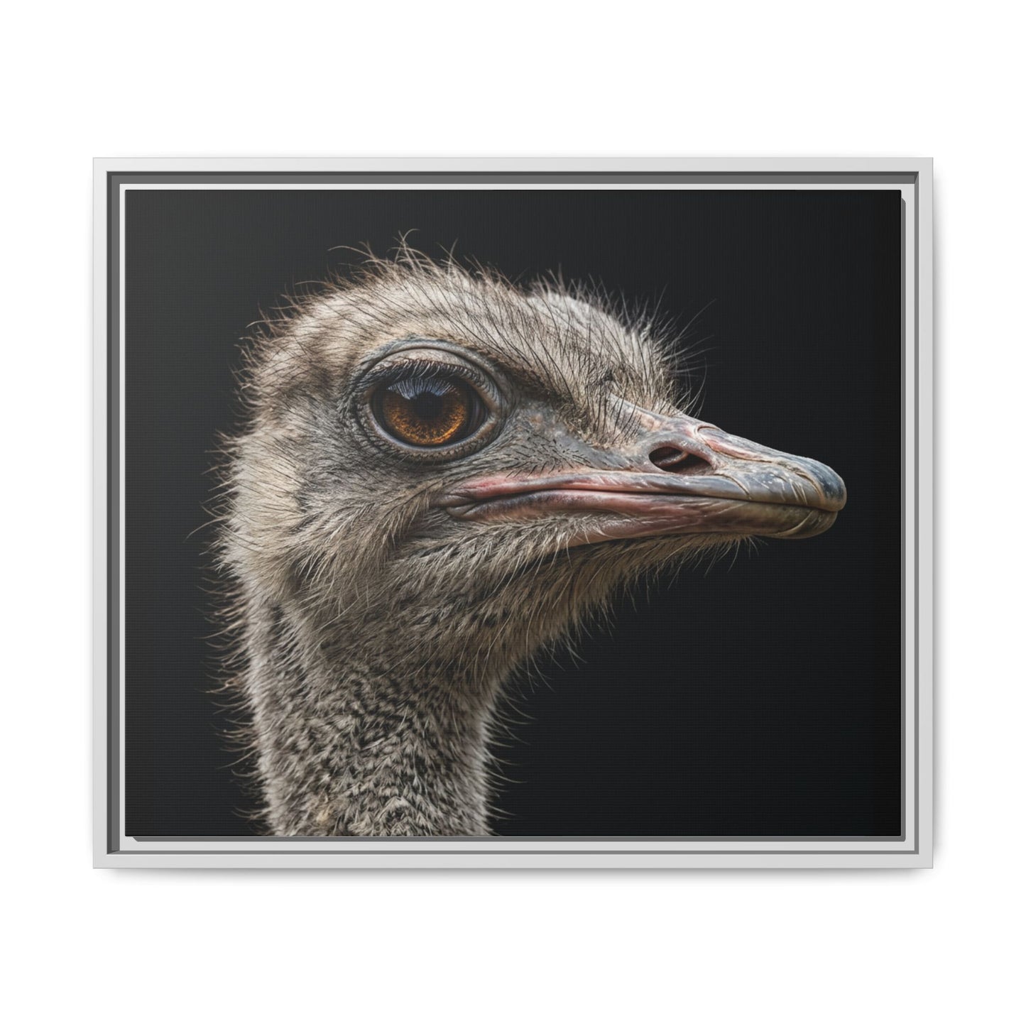 Framed Canvas Print — Ostrich In Colour