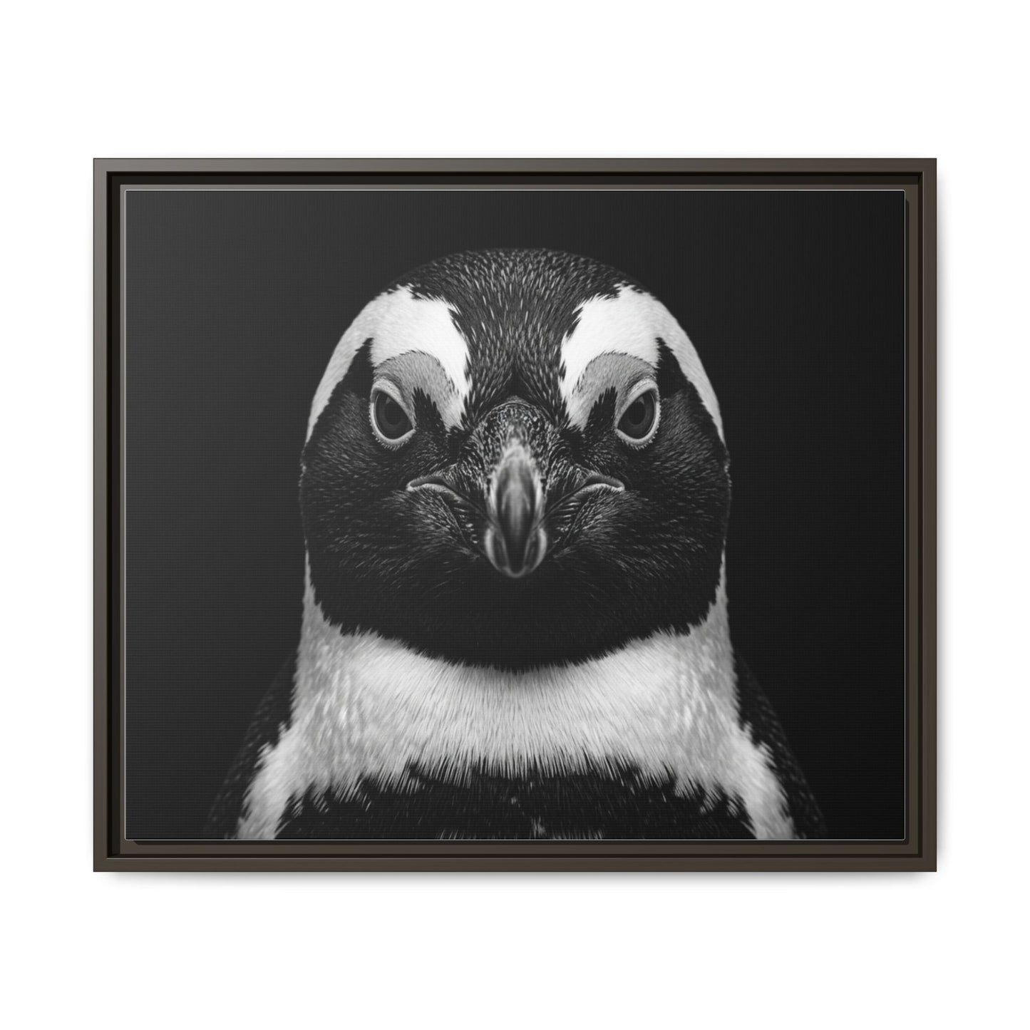 Framed Canvas Print — Afrikan Penguin In Black