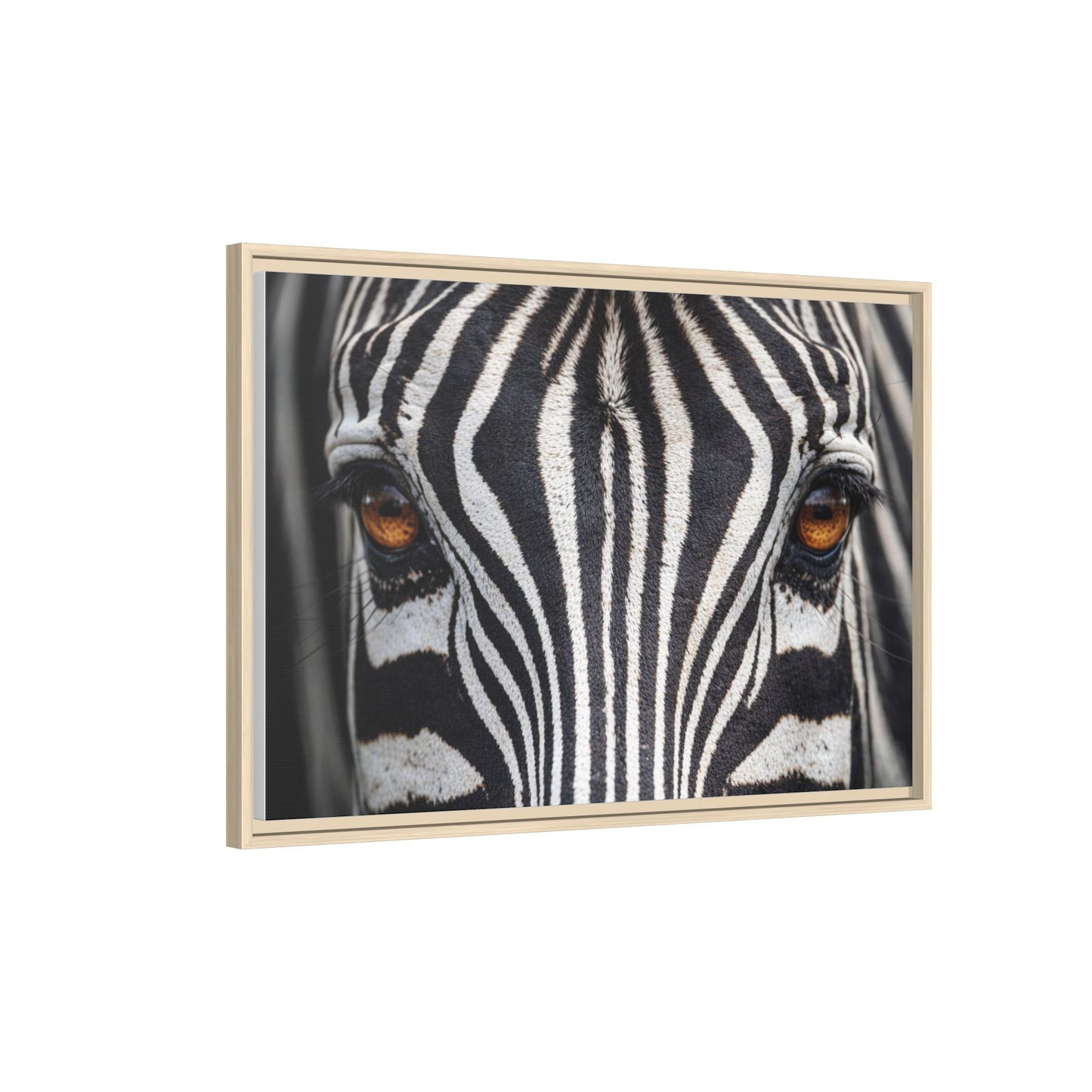 Framed Canvas Print — Zebra Gaze