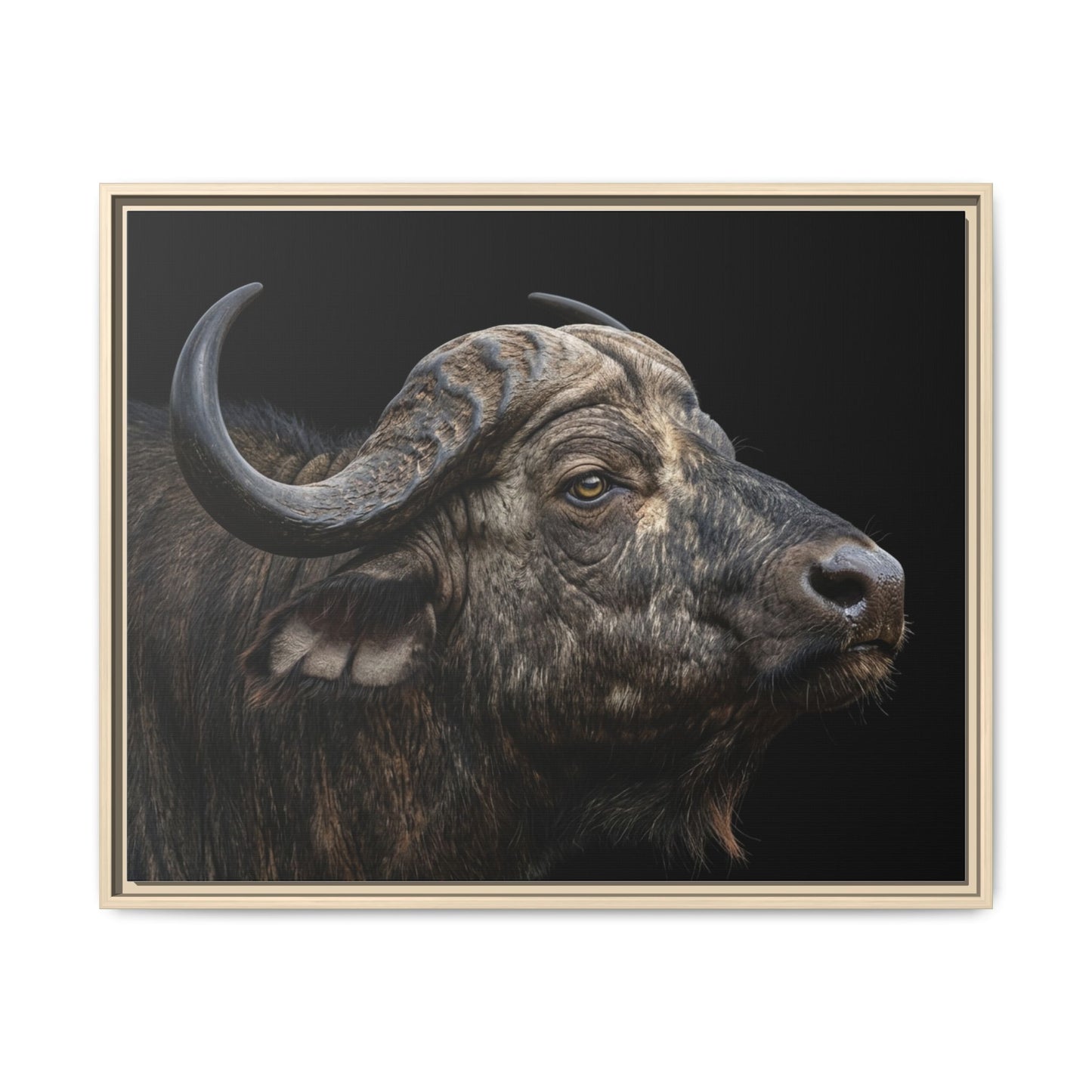Framed Canvas Print — Cape Buffalo In Colour