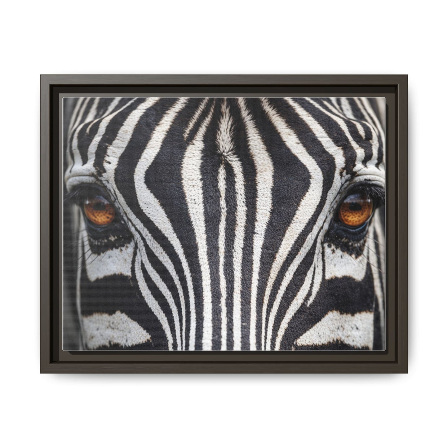 Framed Canvas Print — Zebra Gaze