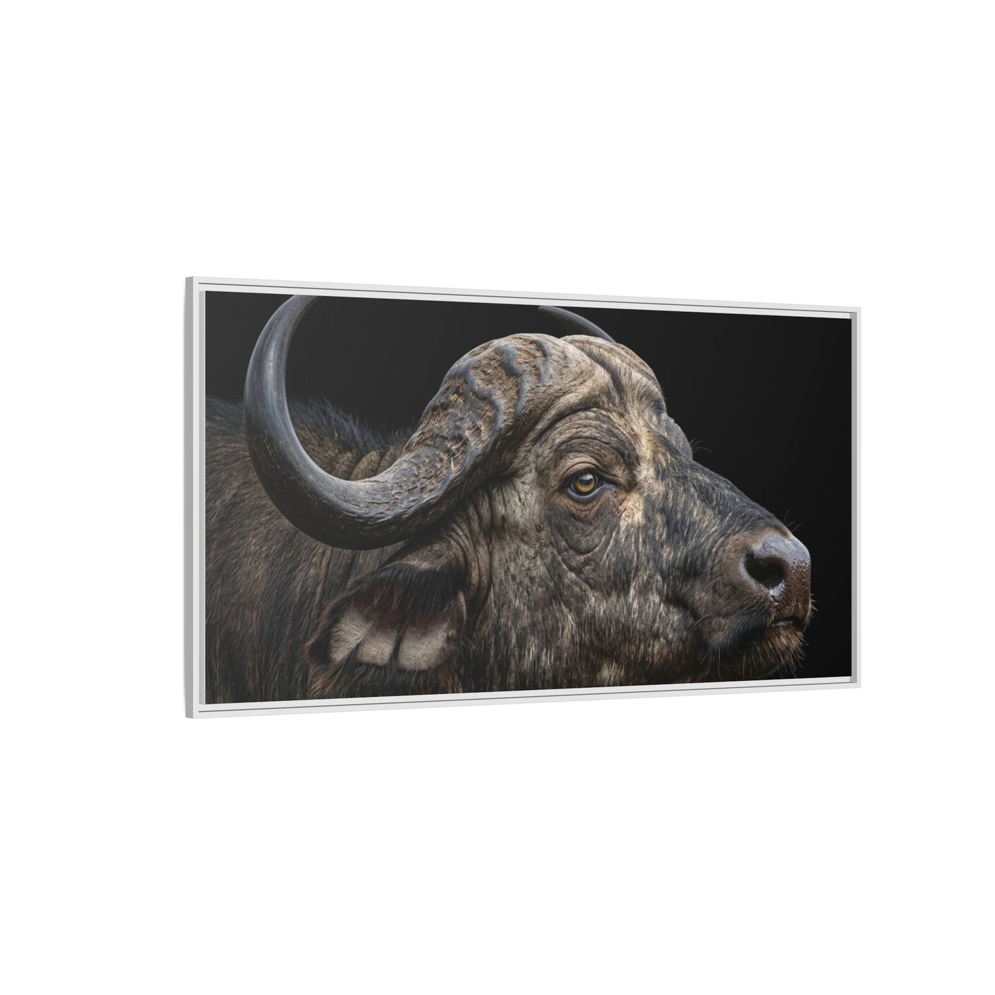 Framed Canvas Print — Cape Buffalo In Colour