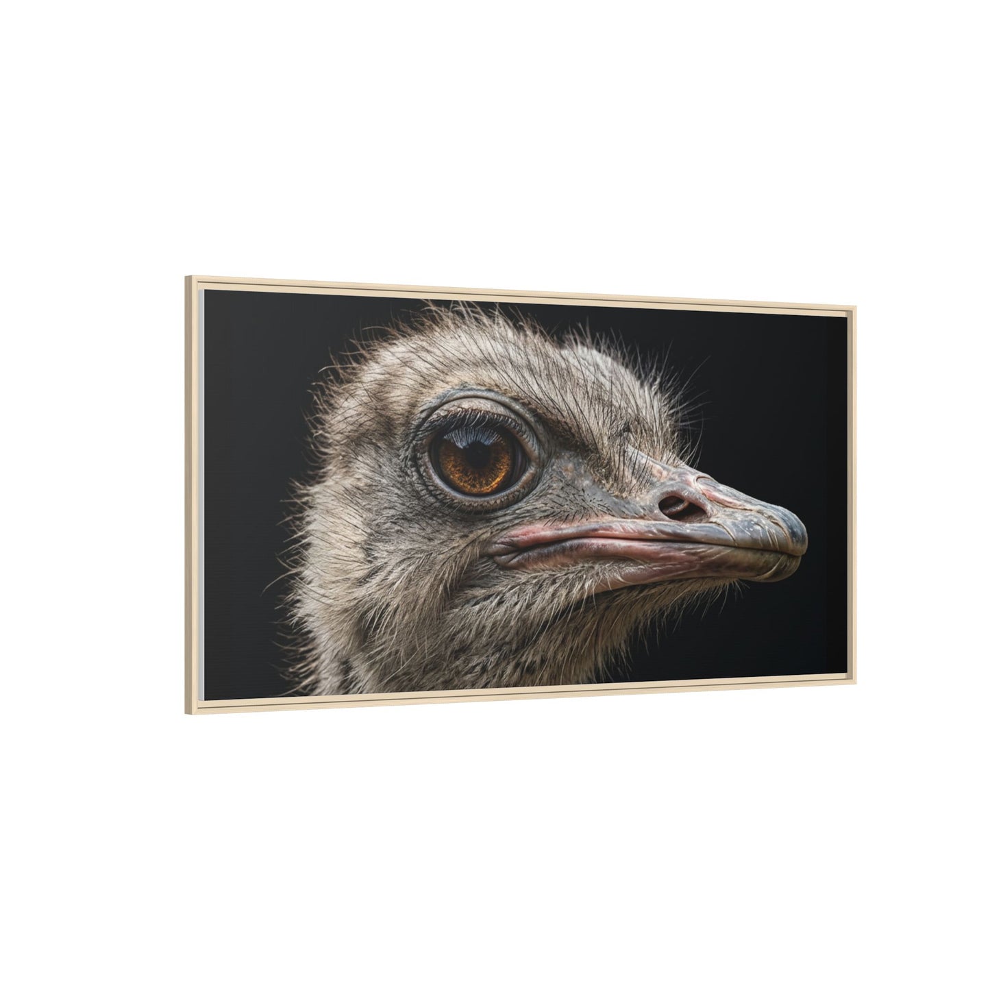 Framed Canvas Print — Ostrich In Colour
