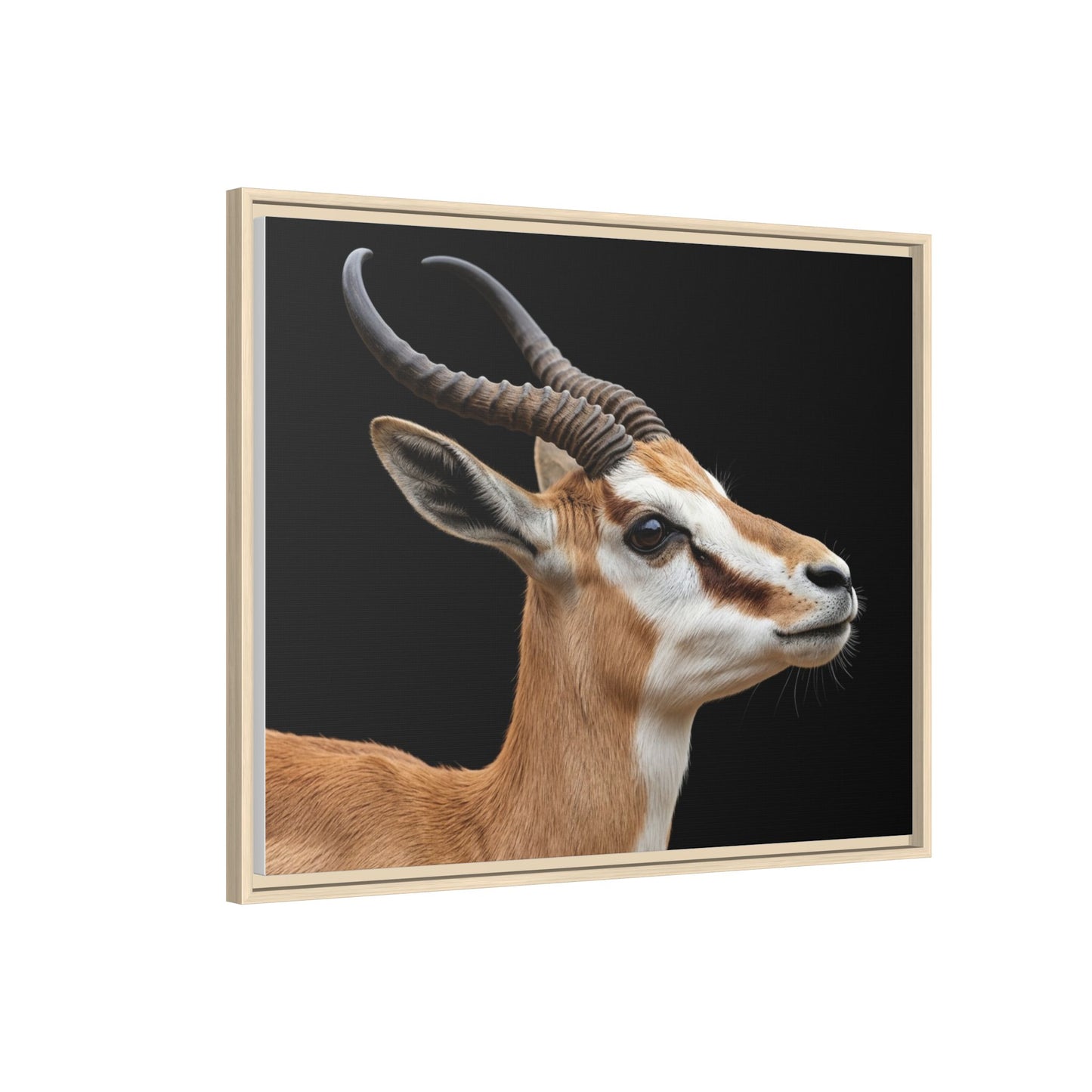 Framed Canvas Print — Afrikan Springbok In Colour