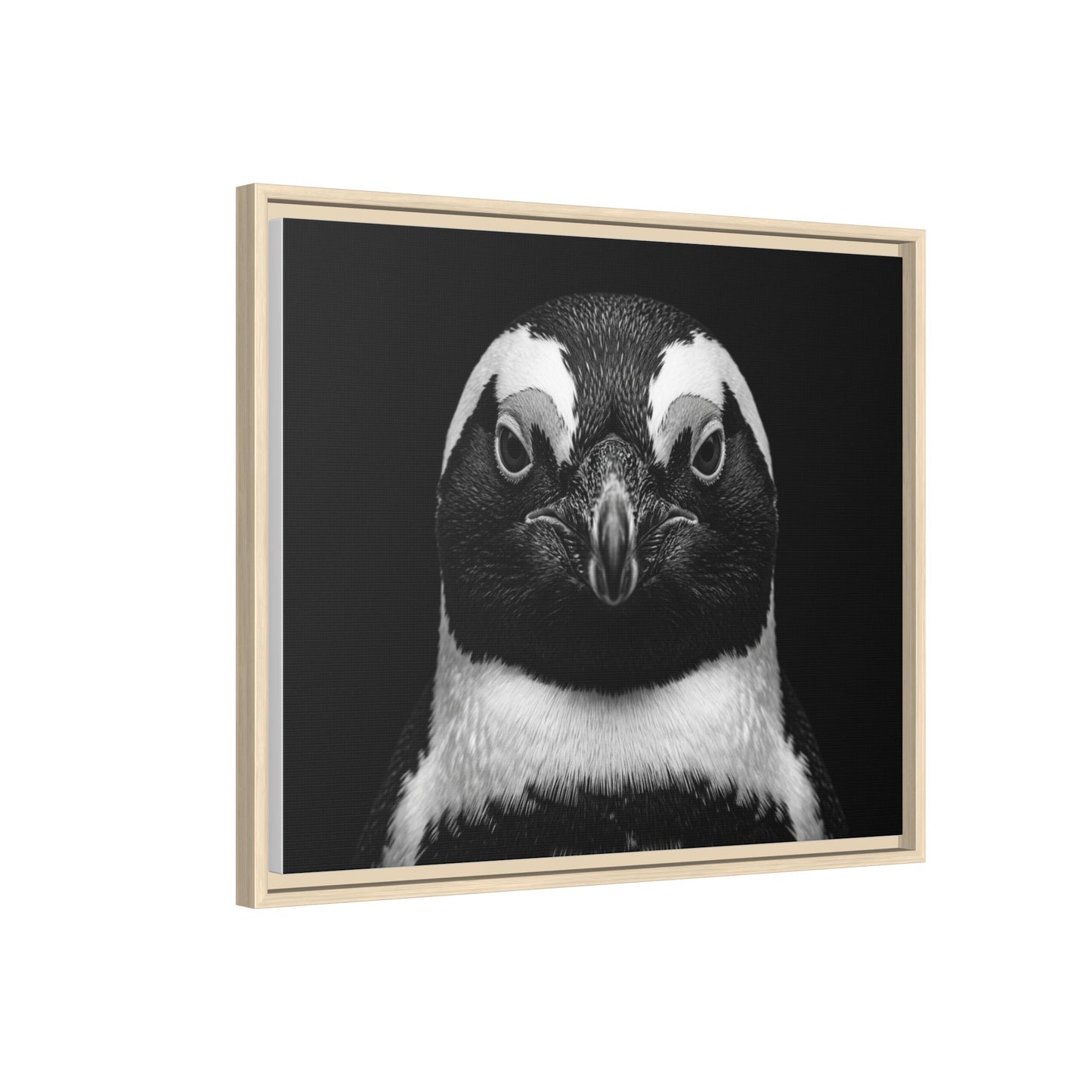 Framed Canvas Print — Afrikan Penguin In Black