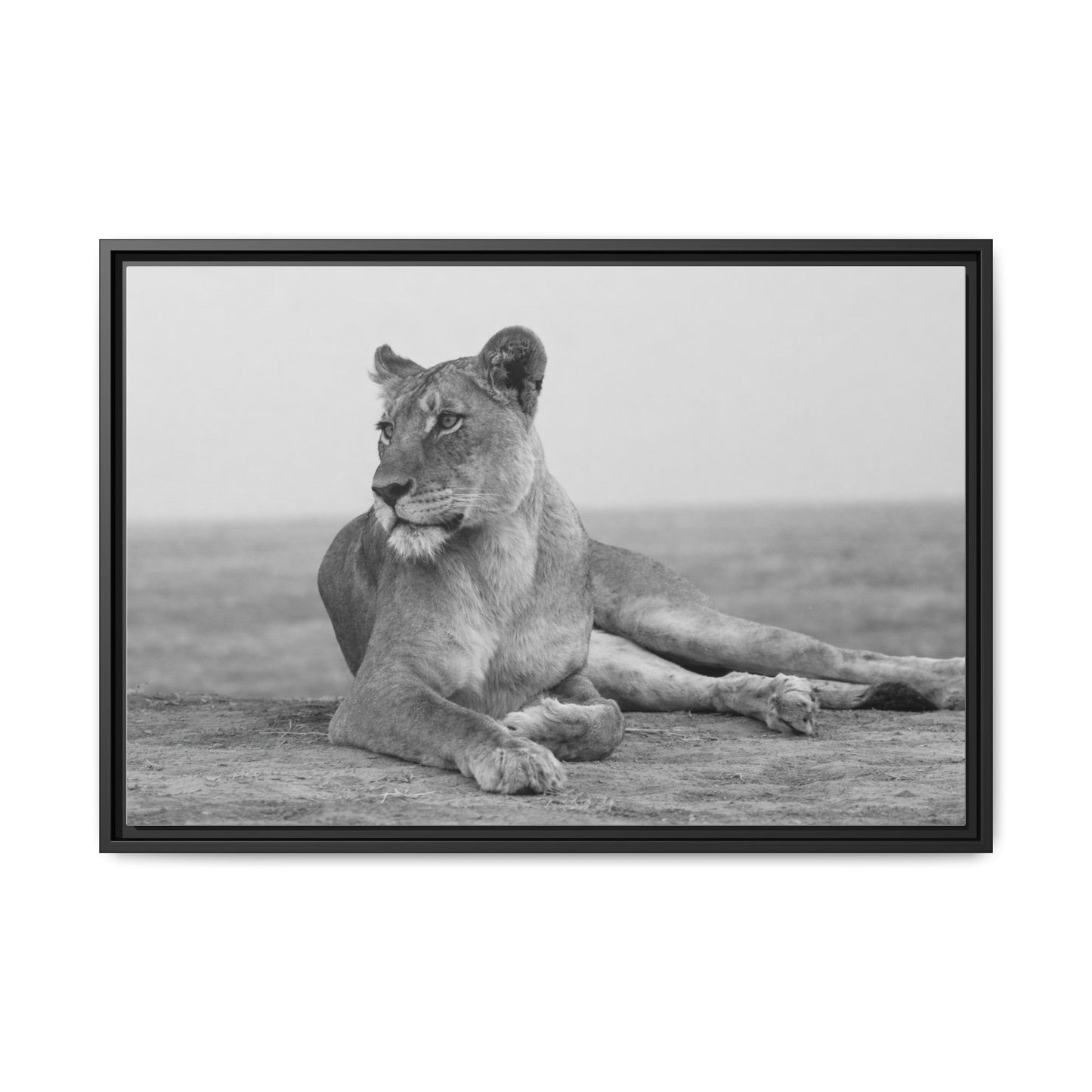 Framed Canvas Print — Lioness In Repose