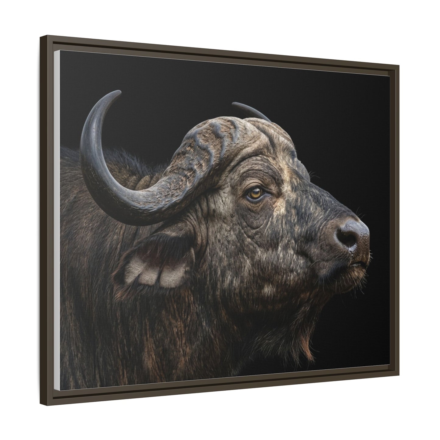 Framed Canvas Print — Cape Buffalo In Colour