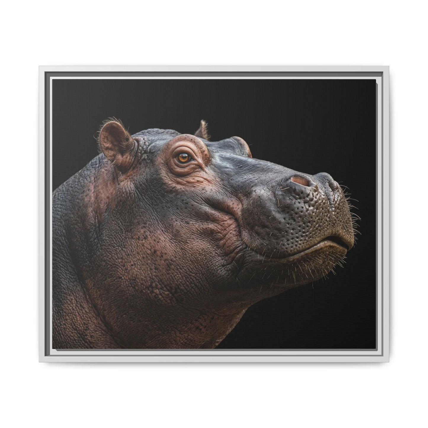 Framed Canvas Print — Hippopotamos In Colour