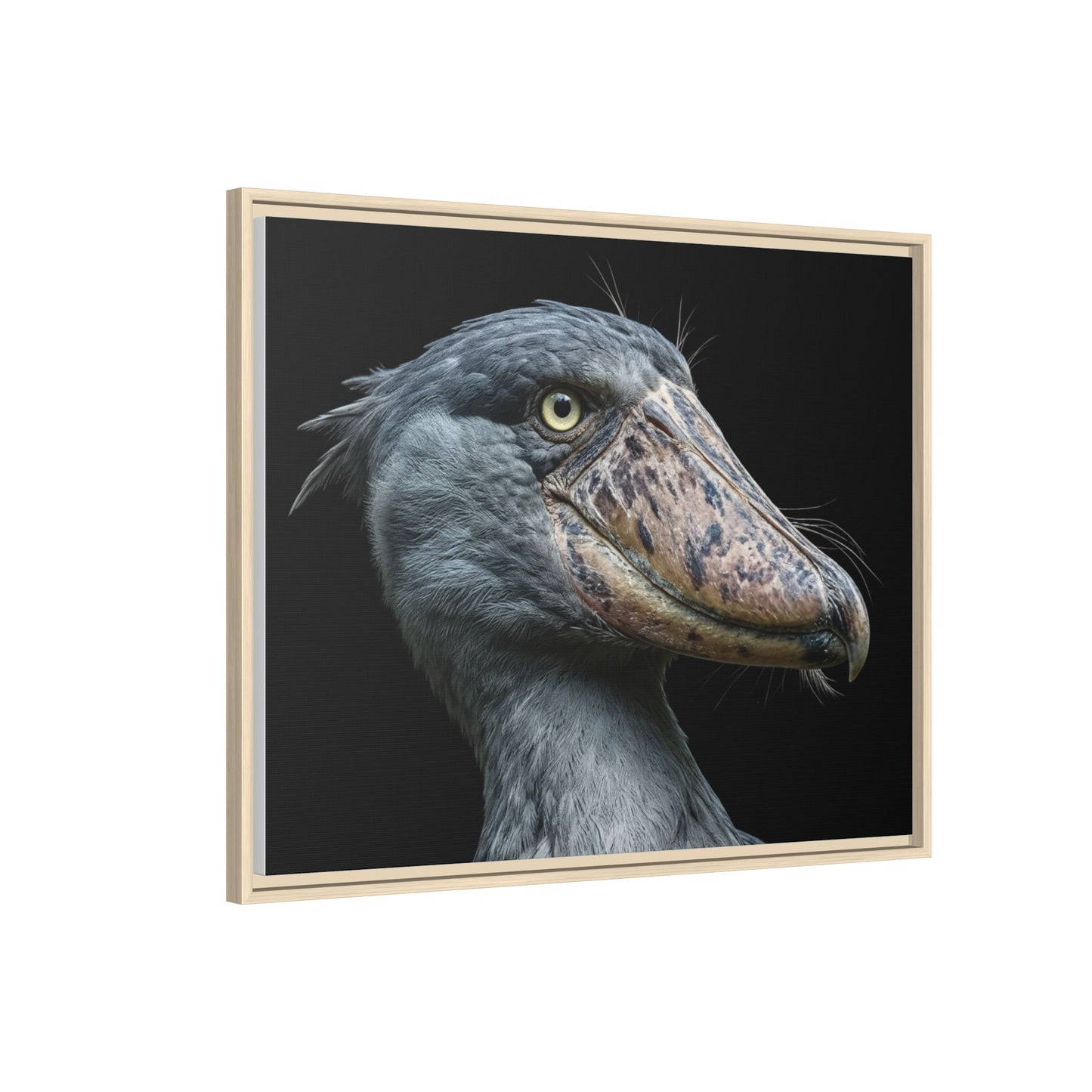 Framed Canvas Print — Shoebill Stork In Colour