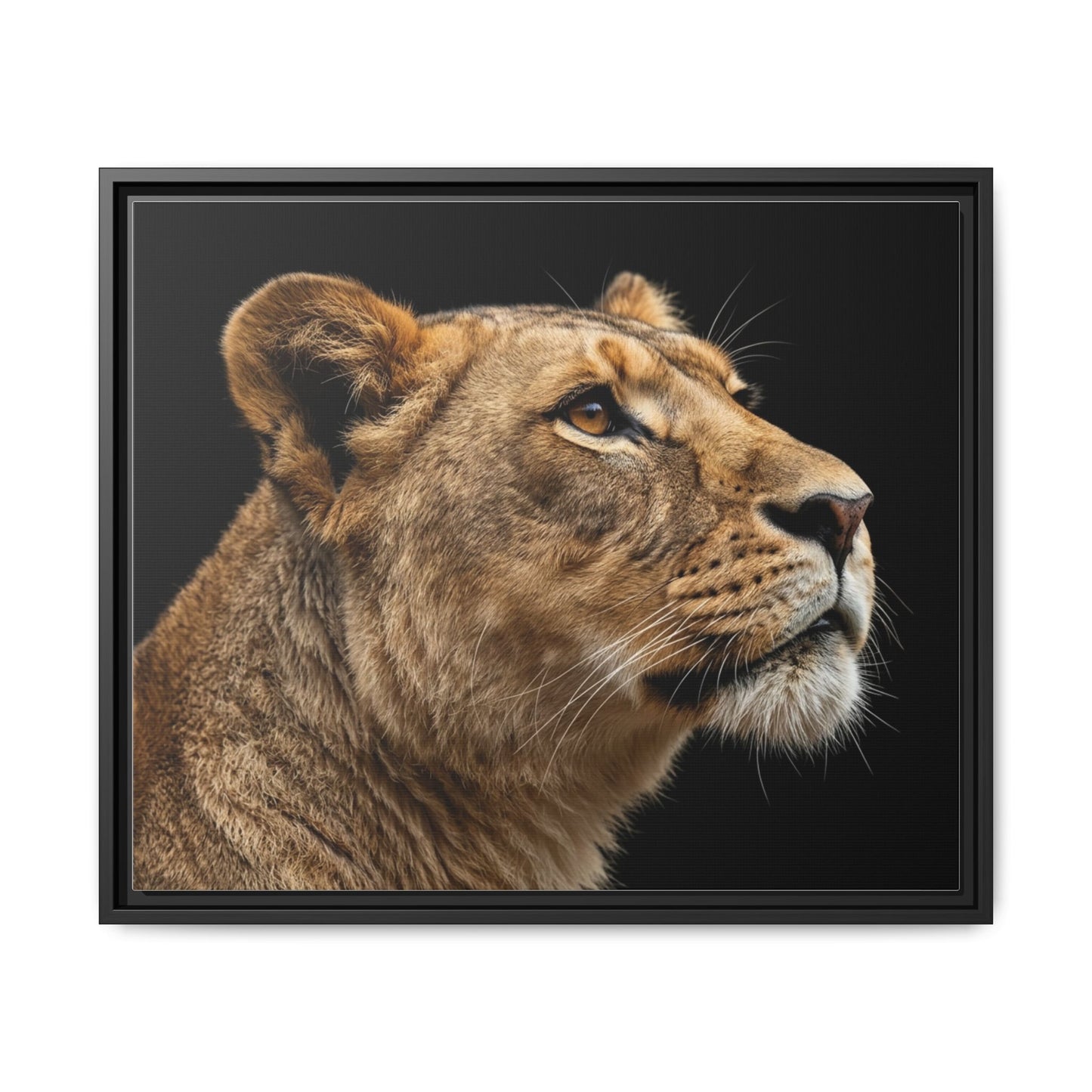 Framed Canvas Print — Lioness In Colour