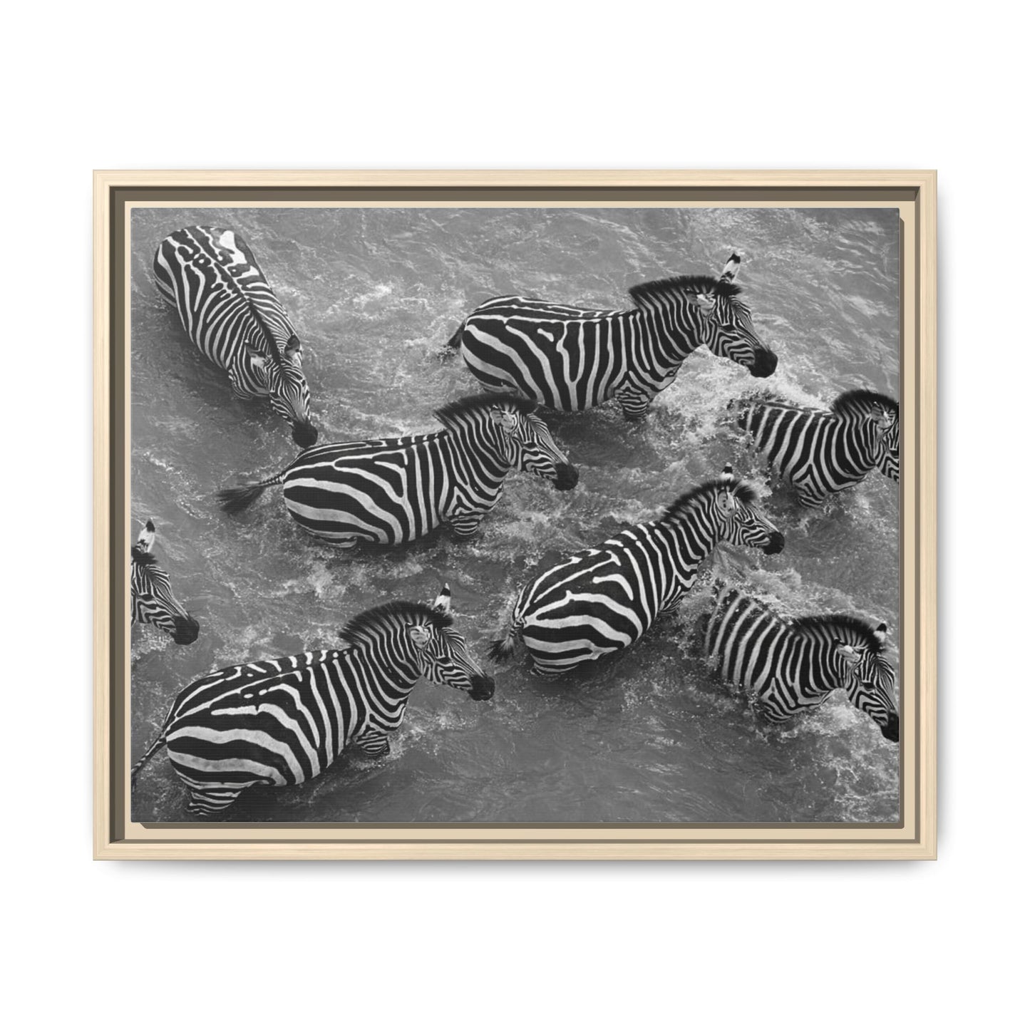 Framed Canvas Print — Zebras In The River