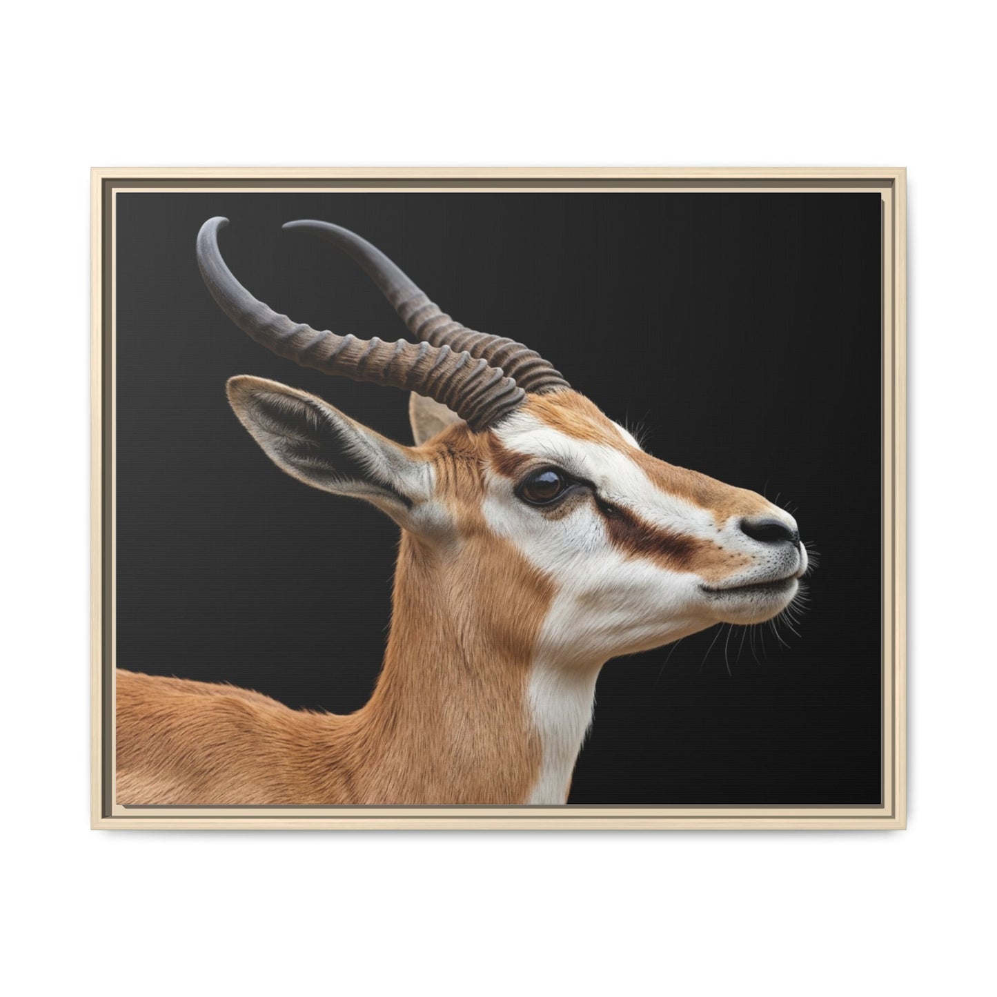 Framed Canvas Print — Afrikan Springbok In Colour