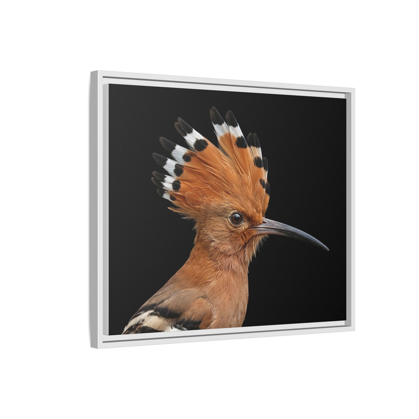 Framed Canvas Print — Afrikan Hoopoe In Colour