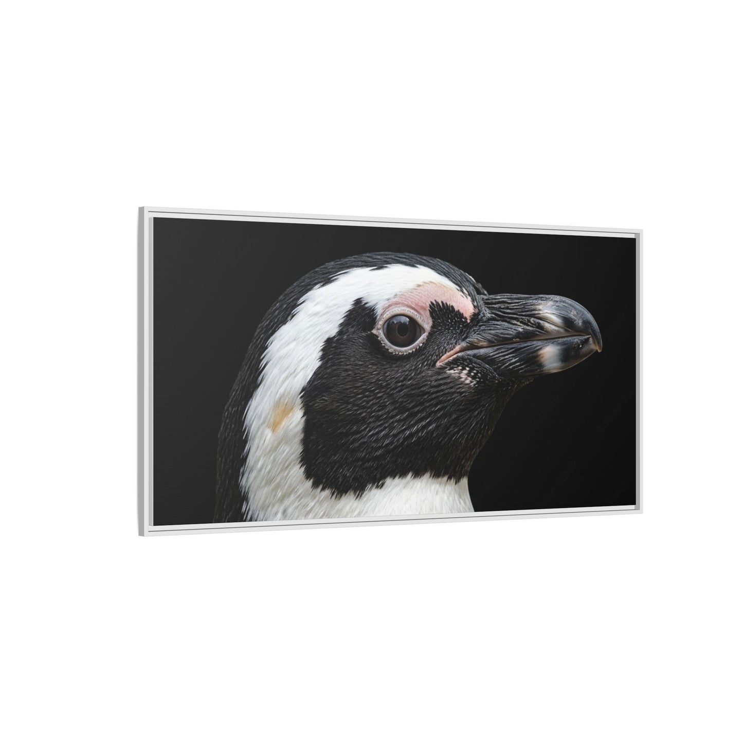 Framed Canvas Print — Afrikan Penguin In Colour