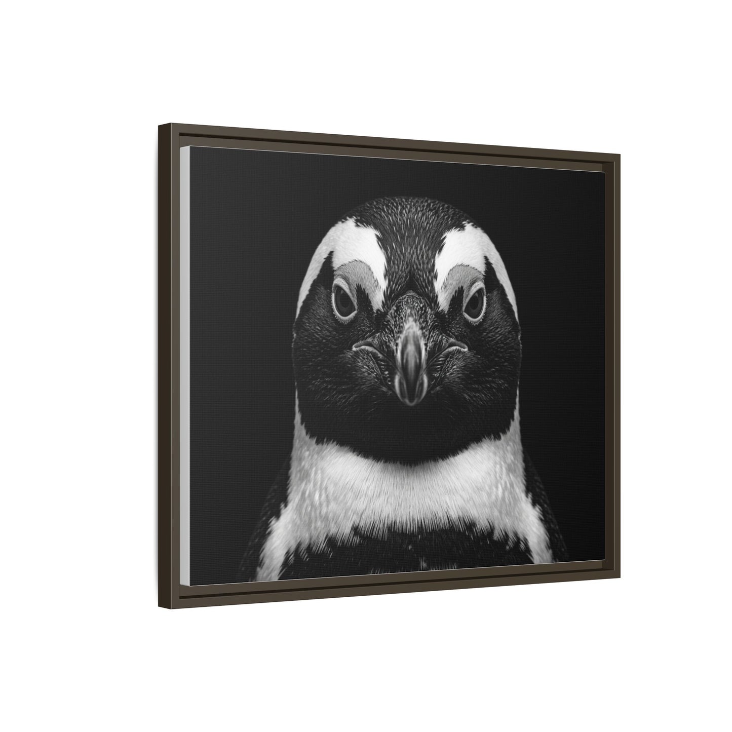 Framed Canvas Print — Afrikan Penguin In Black
