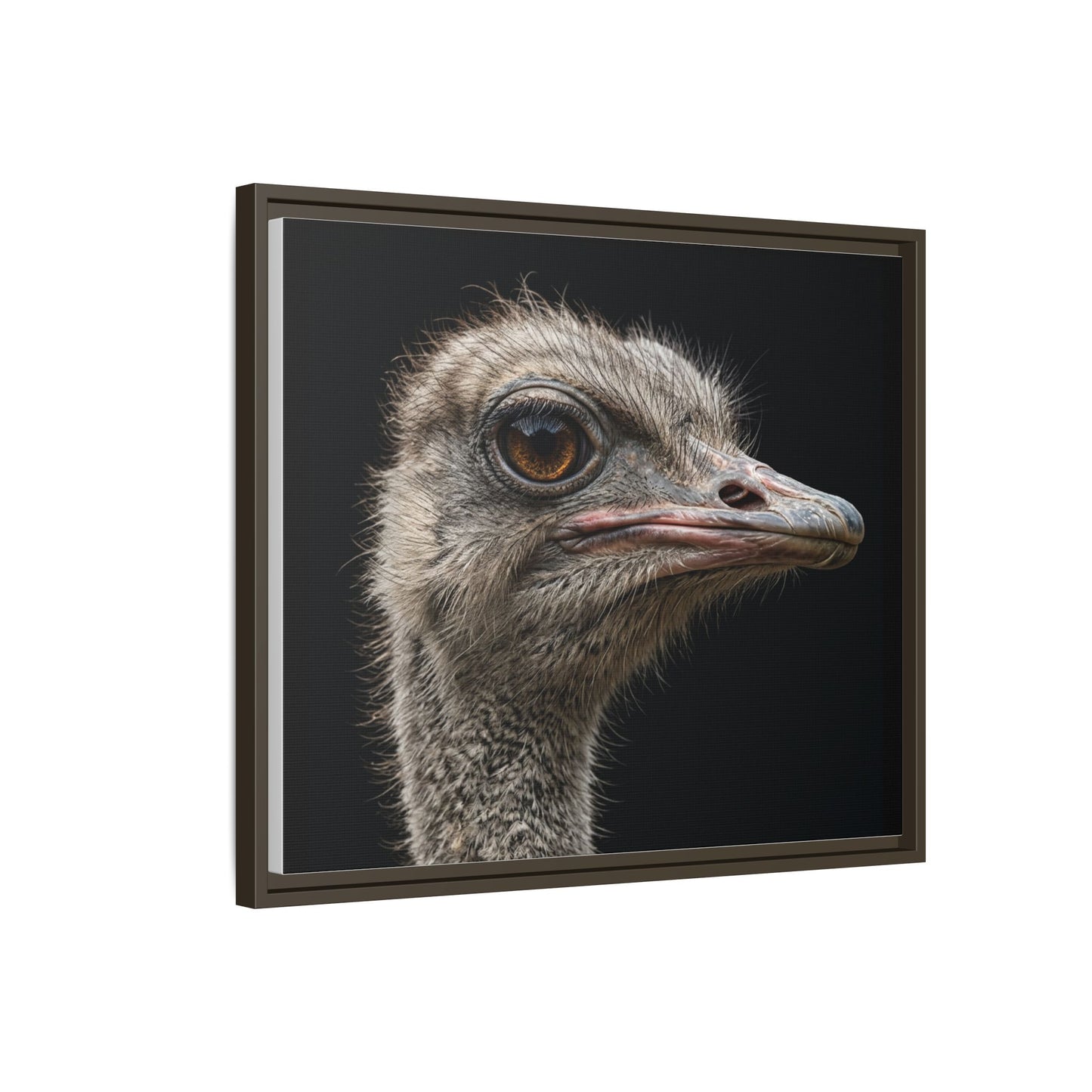 Framed Canvas Print — Ostrich In Colour