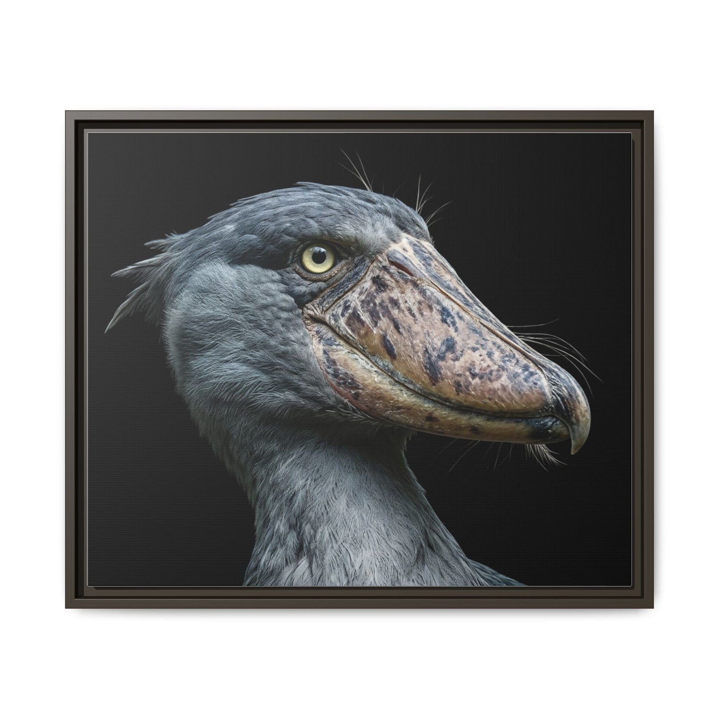Framed Canvas Print — Shoebill Stork In Colour