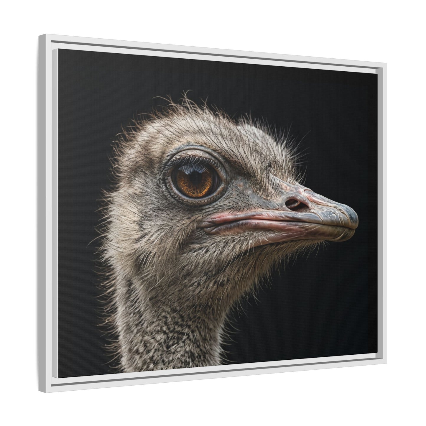 Framed Canvas Print — Ostrich In Colour