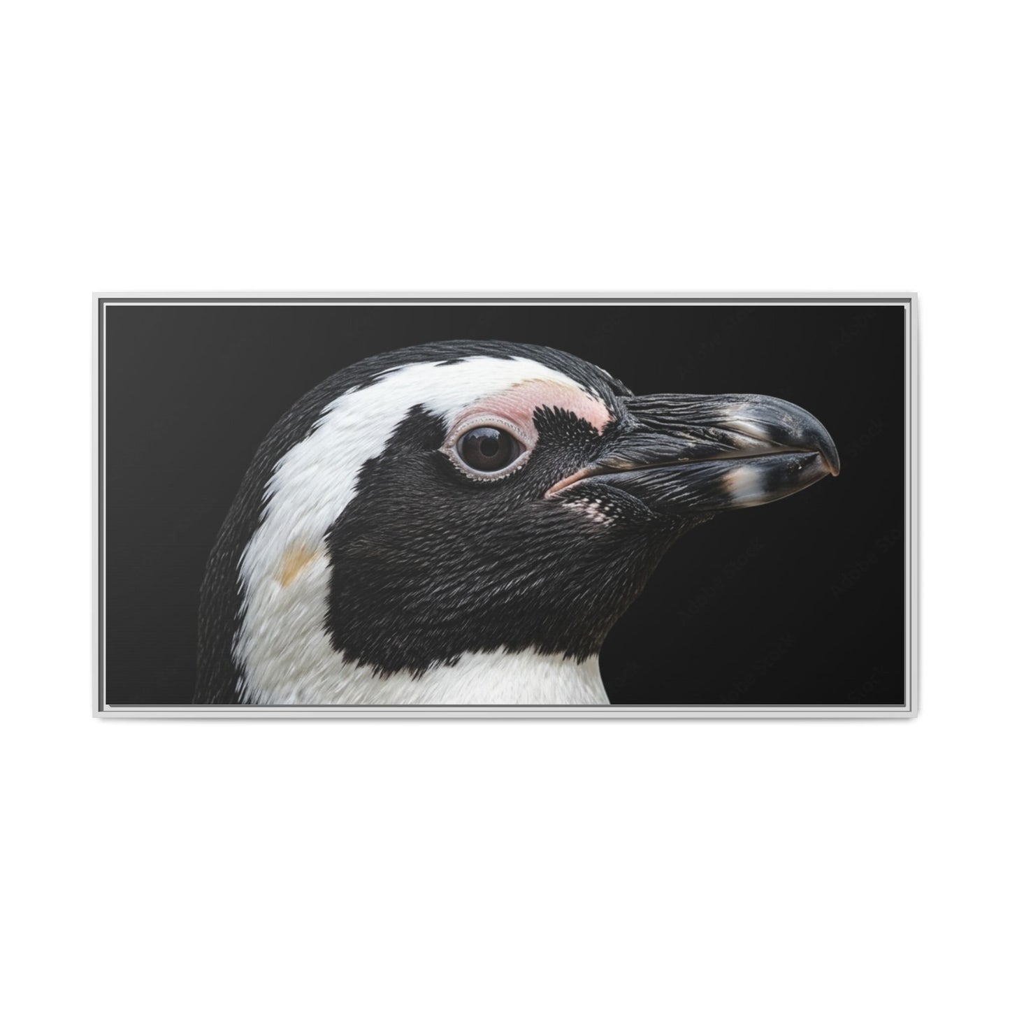 Framed Canvas Print — Afrikan Penguin In Colour