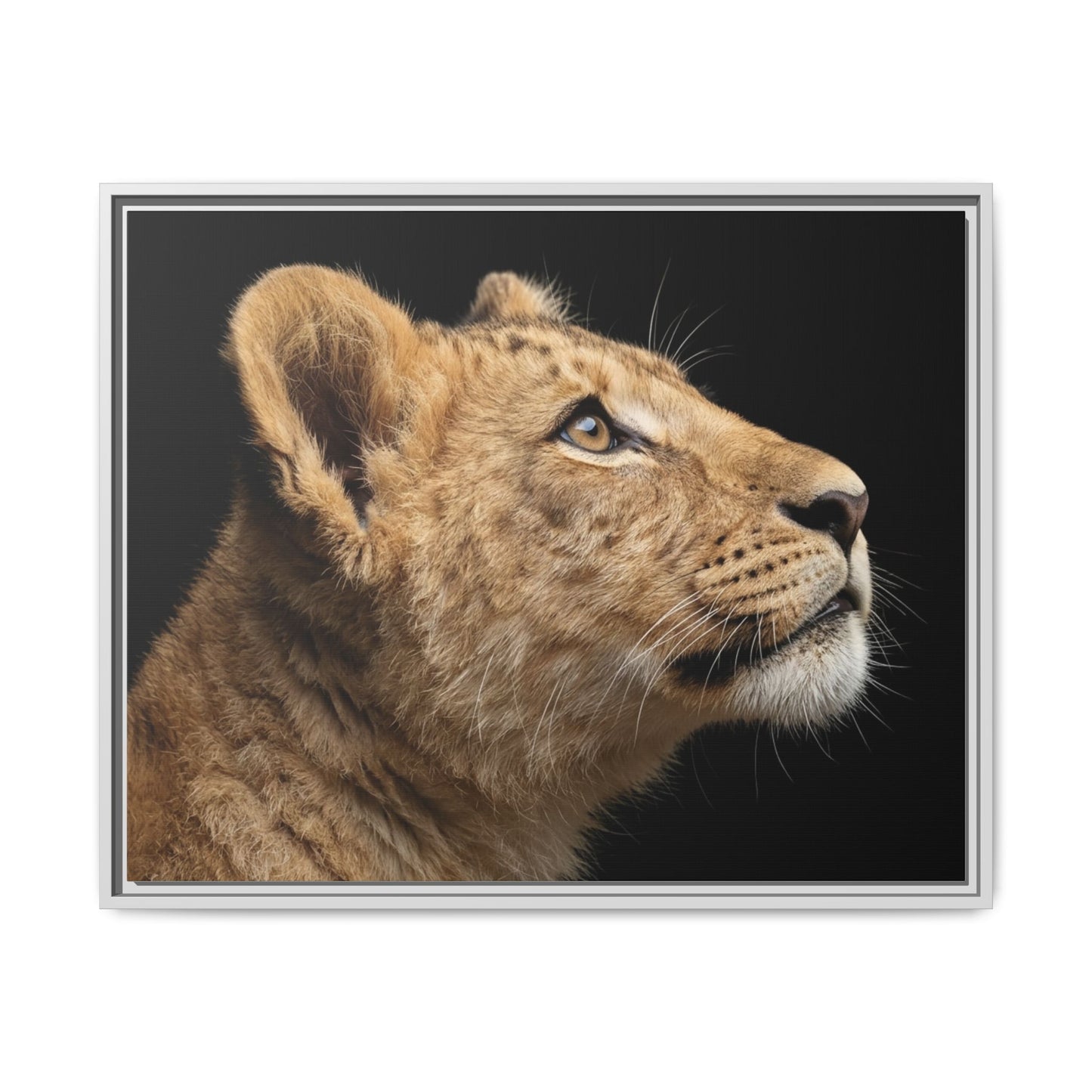 Framed Canvas Print — Lion Cub In Colour