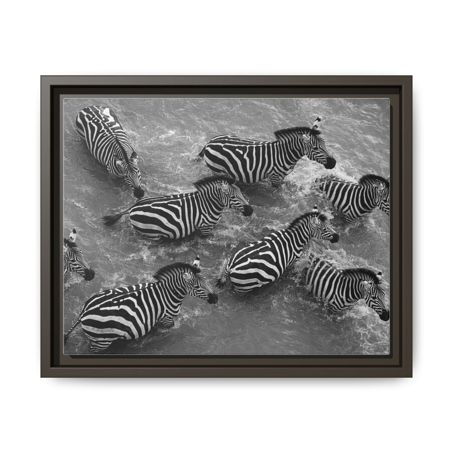 Framed Canvas Print — Zebras In The River