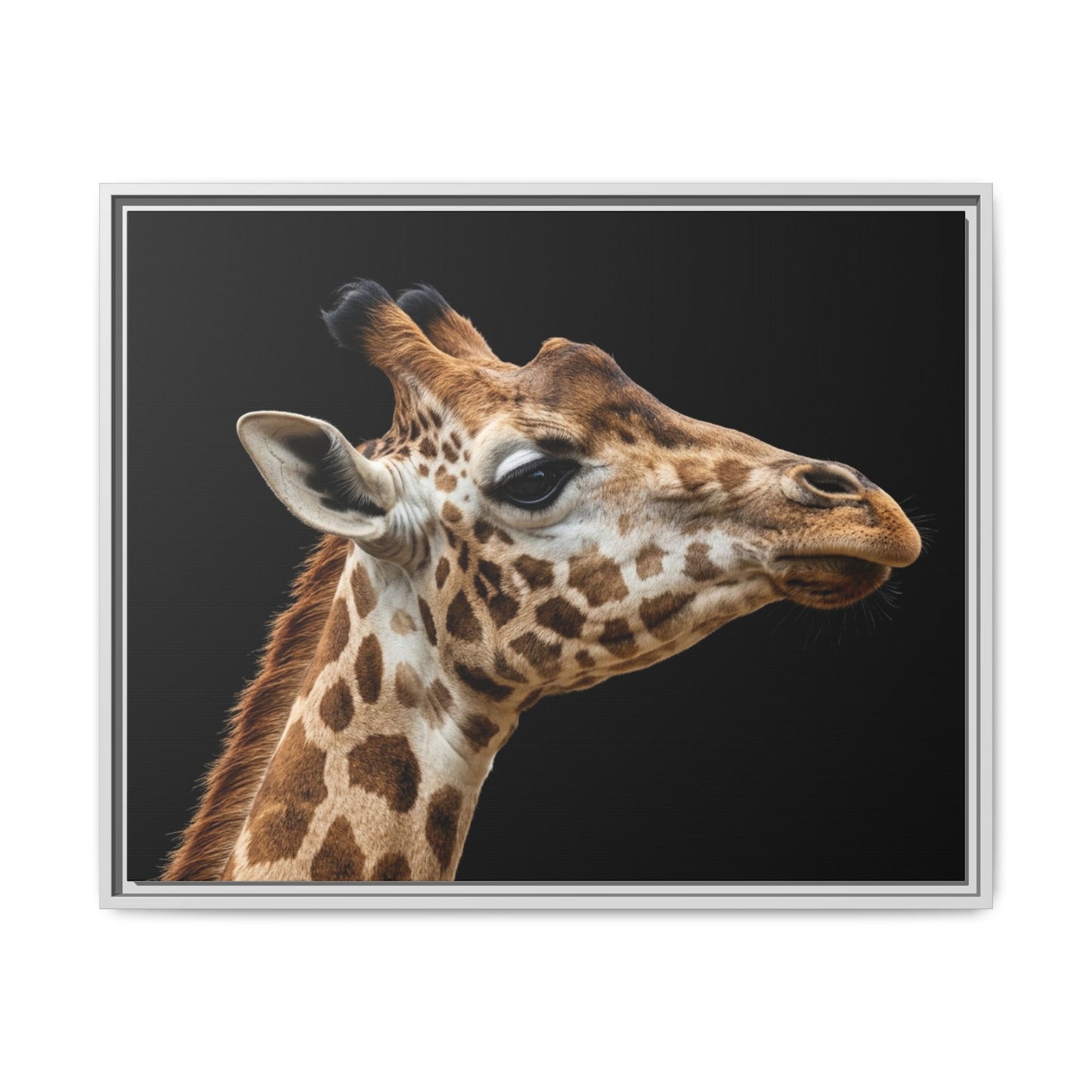Framed Canvas Print — Giraffe In Colour