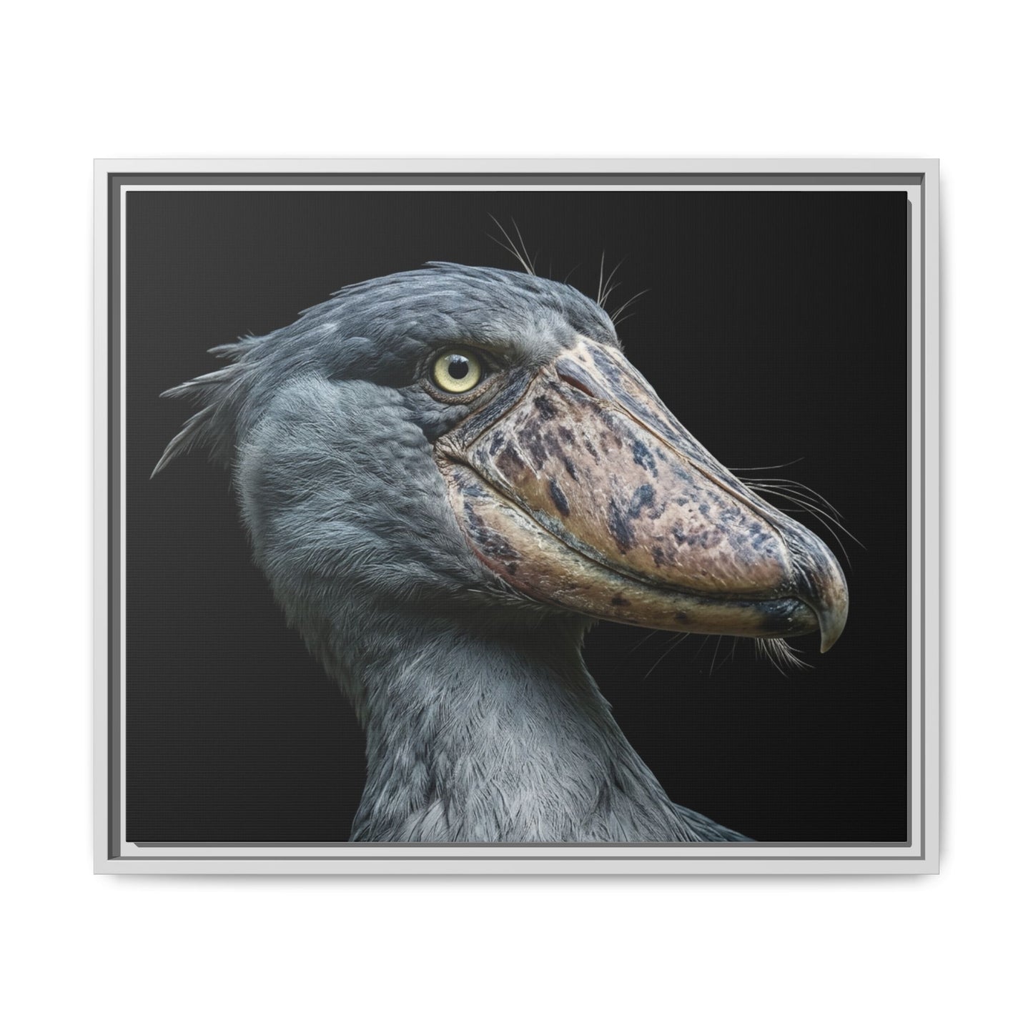 Framed Canvas Print — Shoebill Stork In Colour