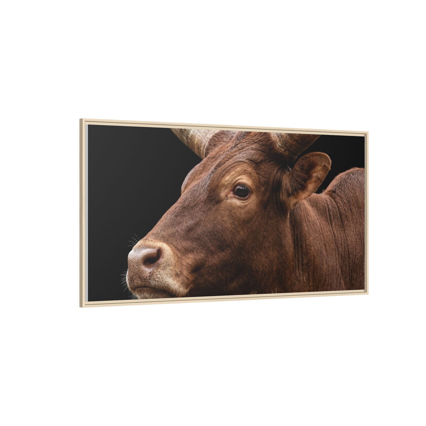 Framed Canvas Print — Ankole Cow In Colour