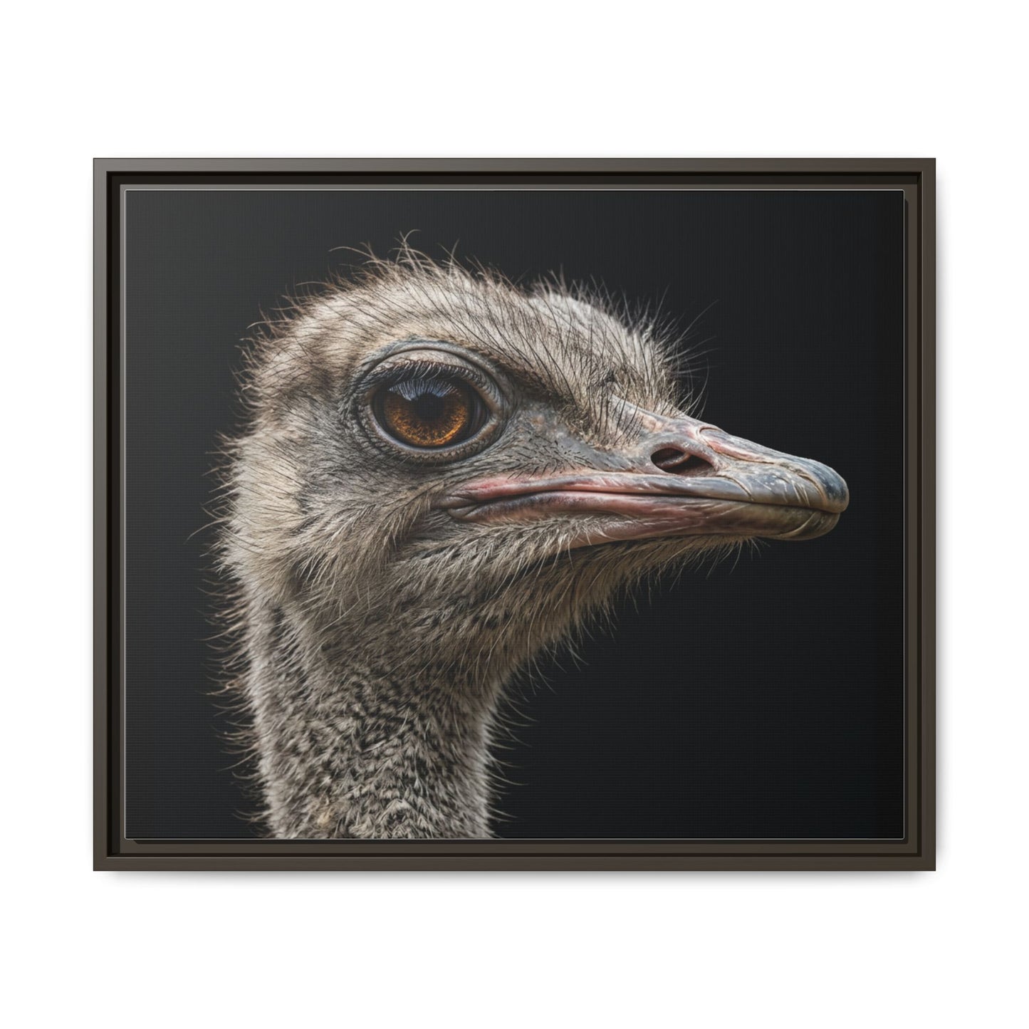 Framed Canvas Print — Ostrich In Colour