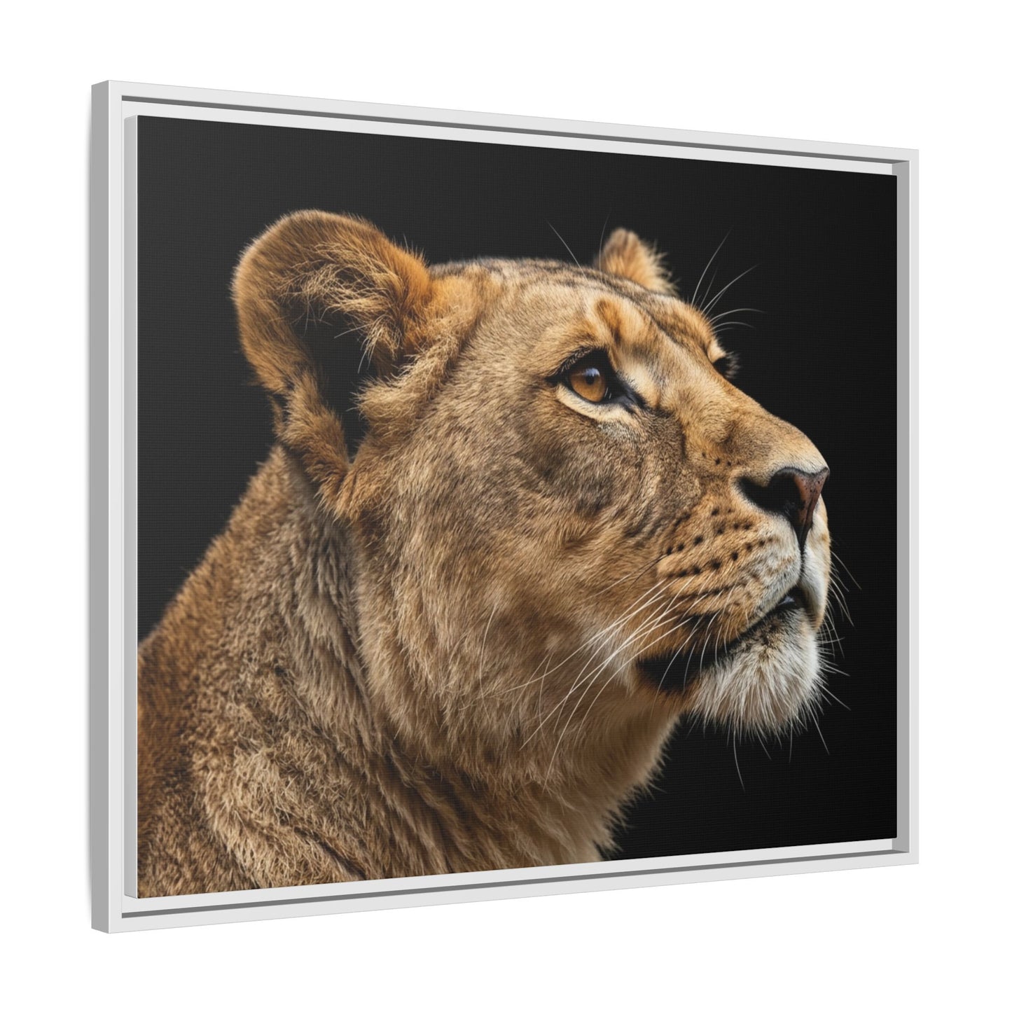 Framed Canvas Print — Lioness In Colour