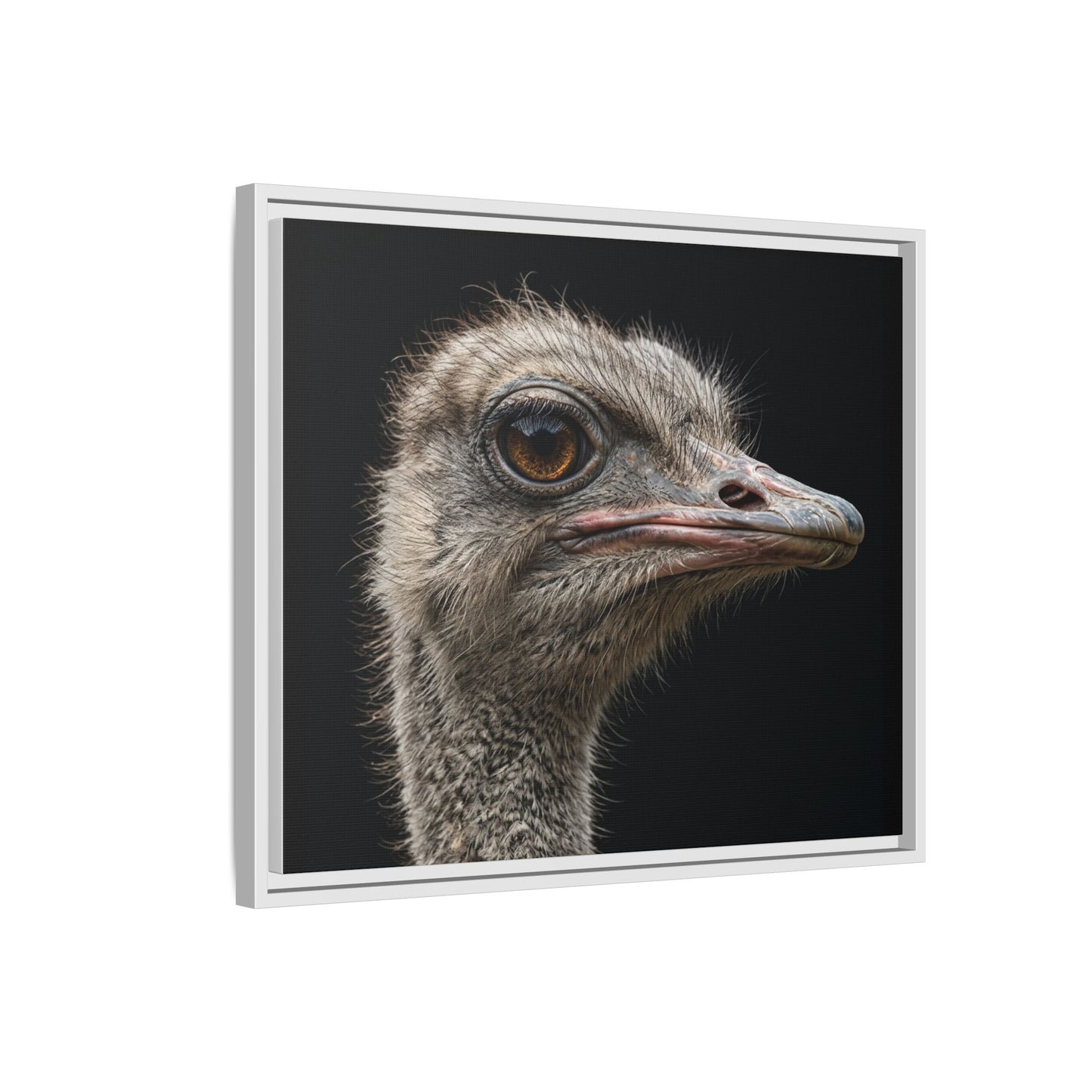 Framed Canvas Print — Ostrich In Colour