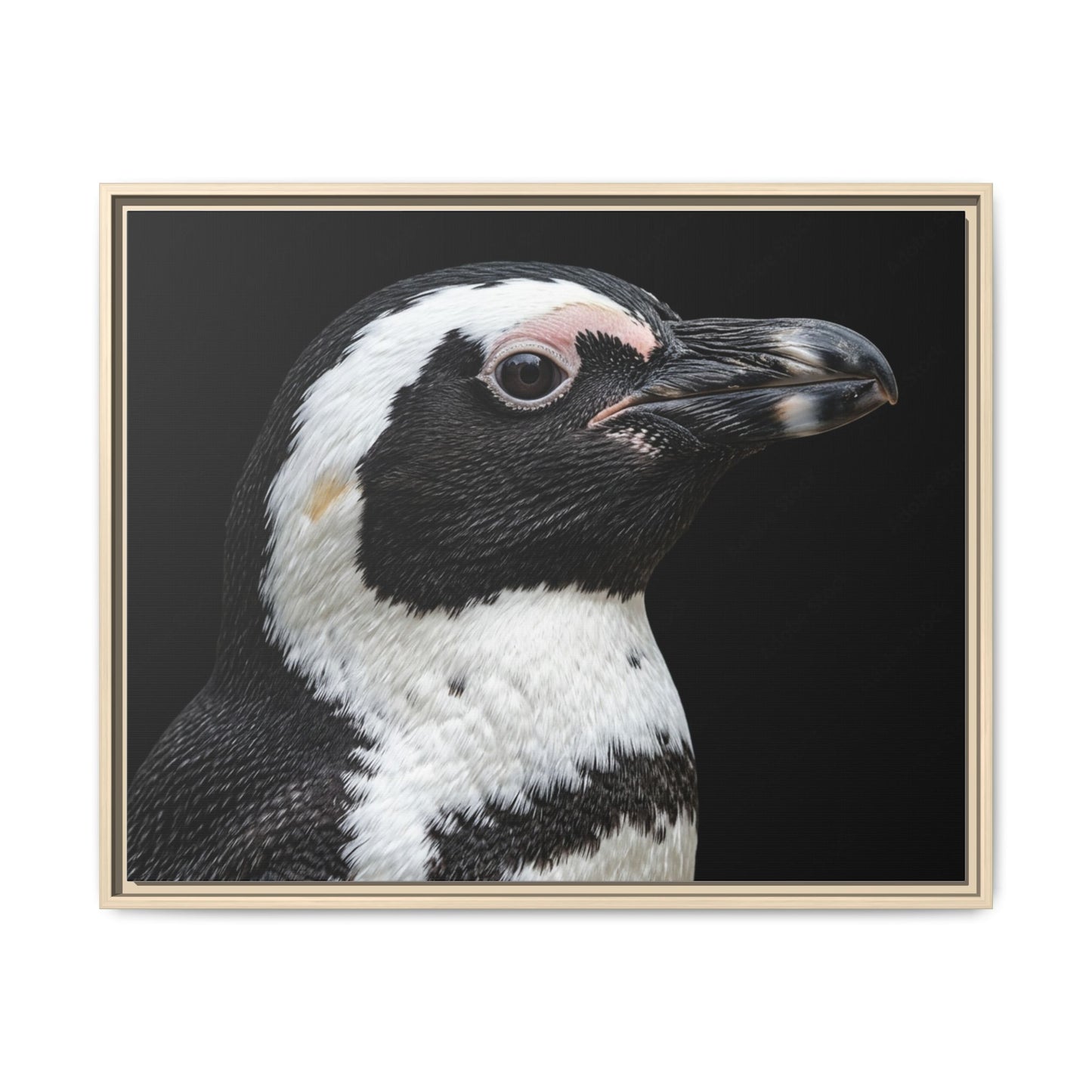 Framed Canvas Print — Afrikan Penguin In Colour