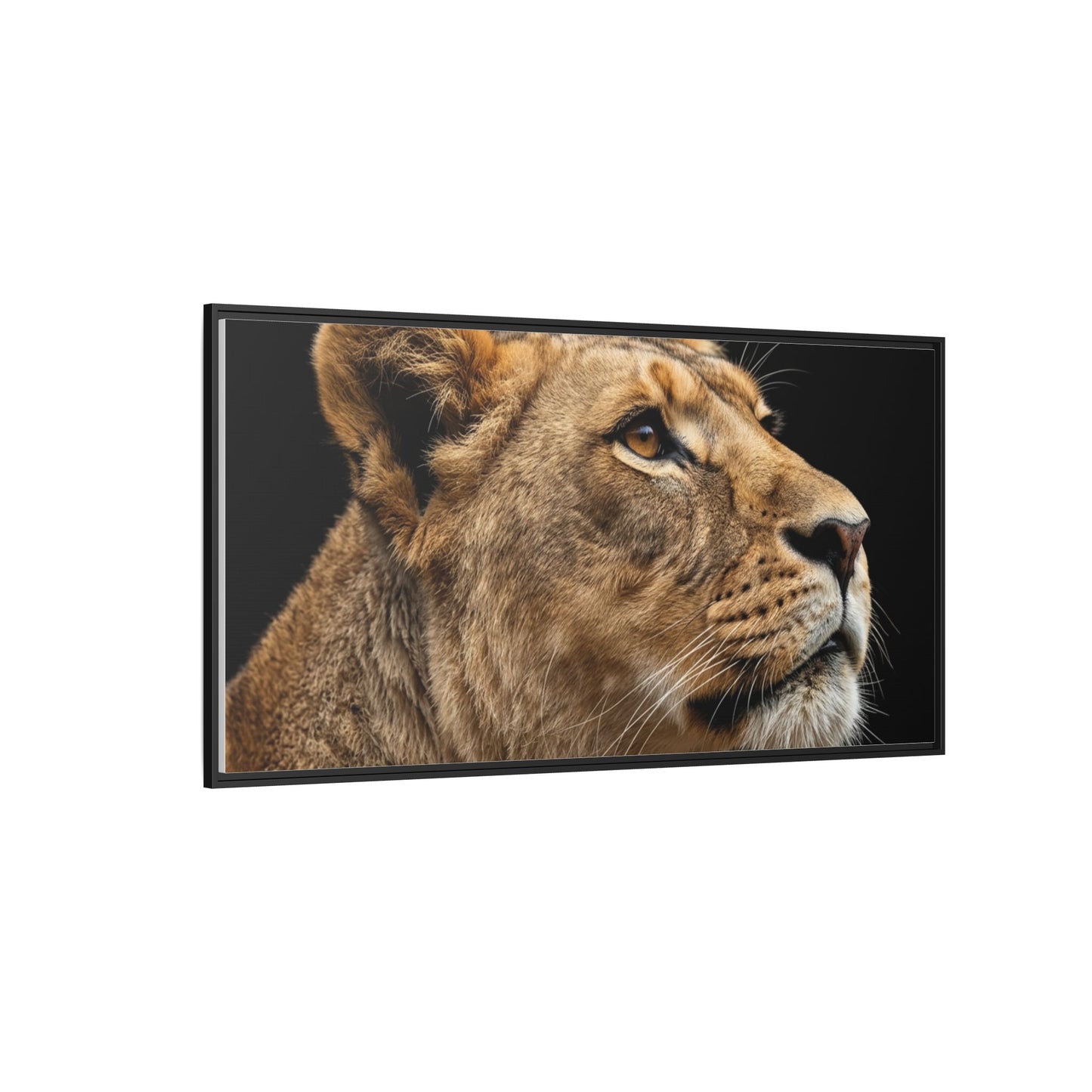 Framed Canvas Print — Lioness In Colour