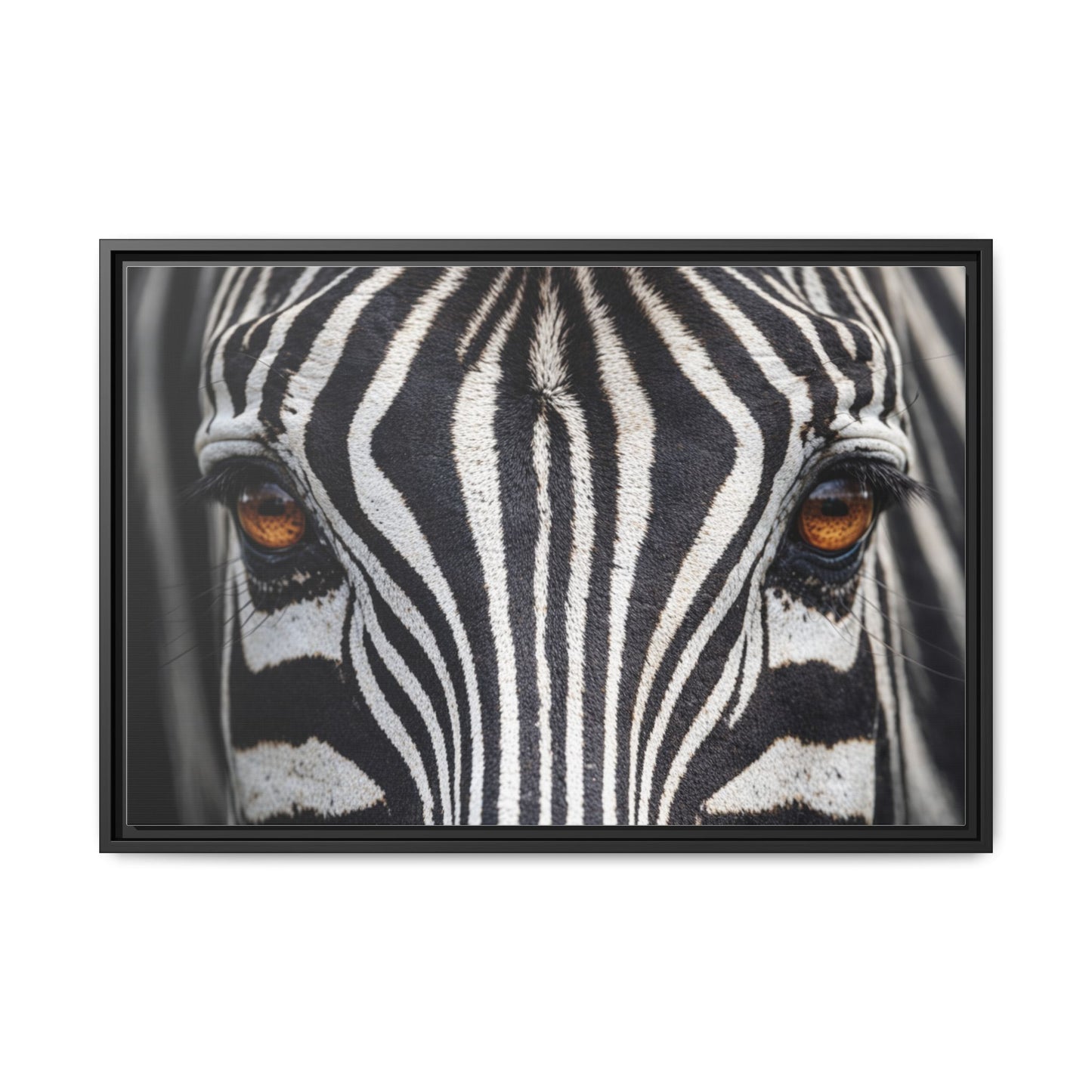 Framed Canvas Print — Zebra Gaze