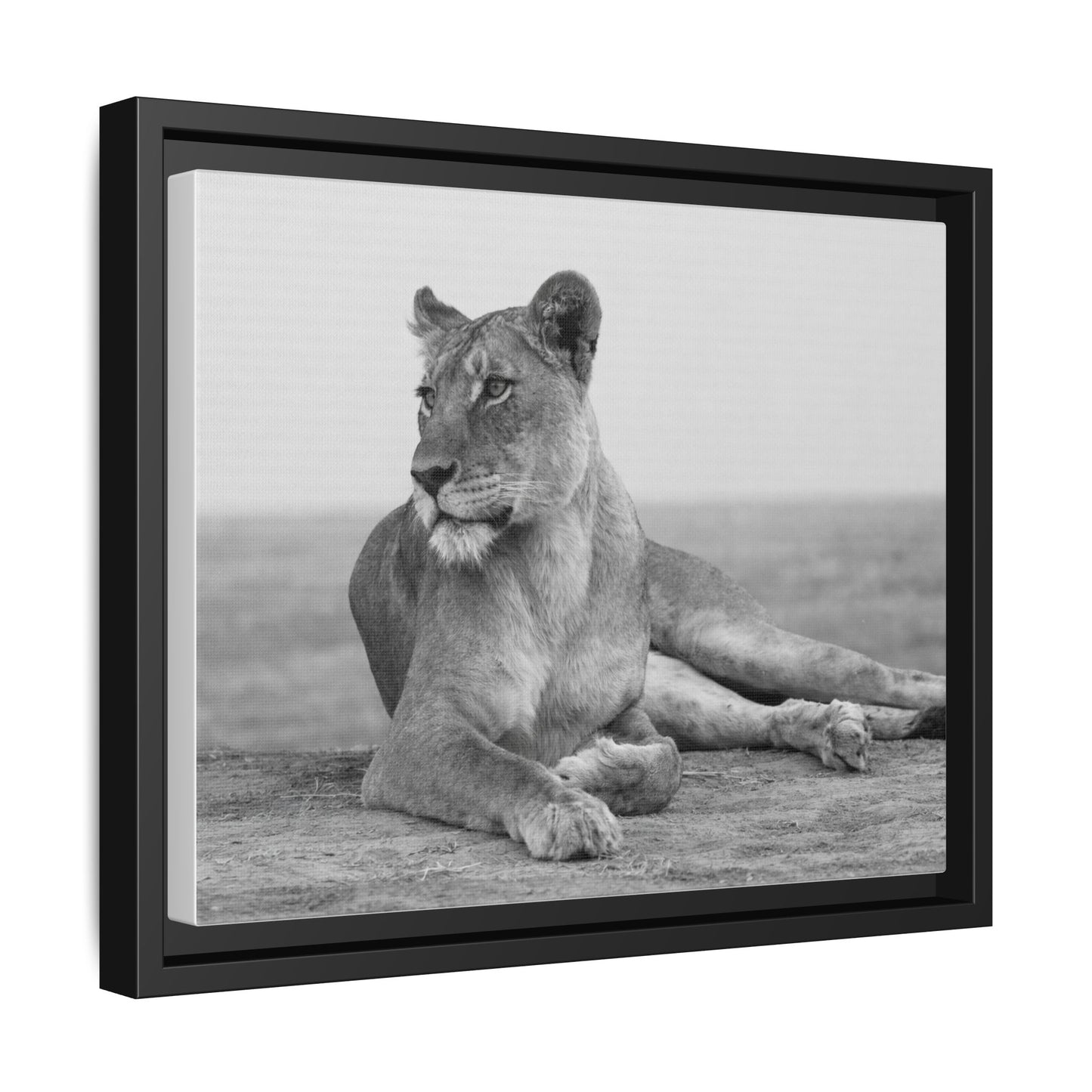 Framed Canvas Print — Lioness In Repose
