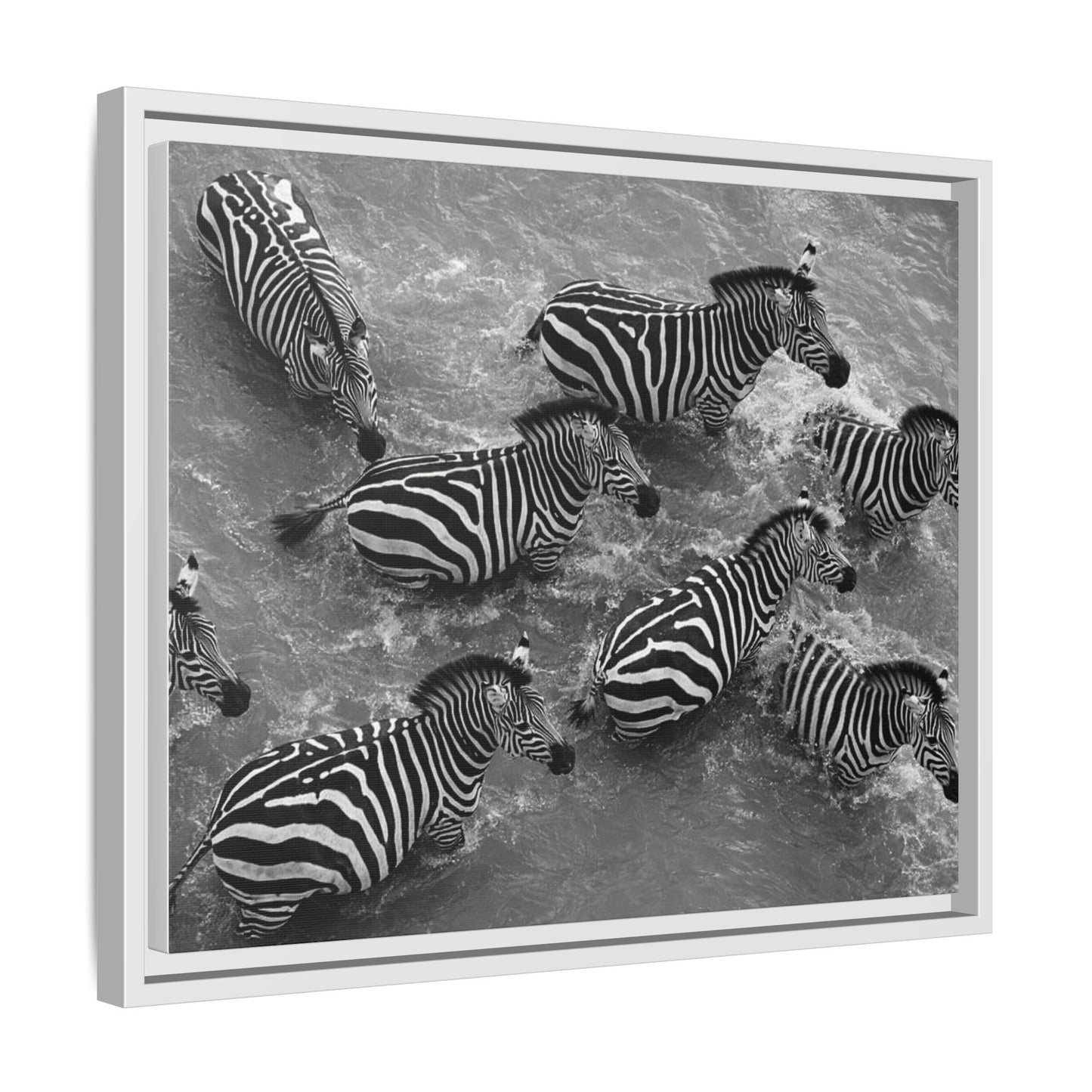 Framed Canvas Print — Zebras In The River