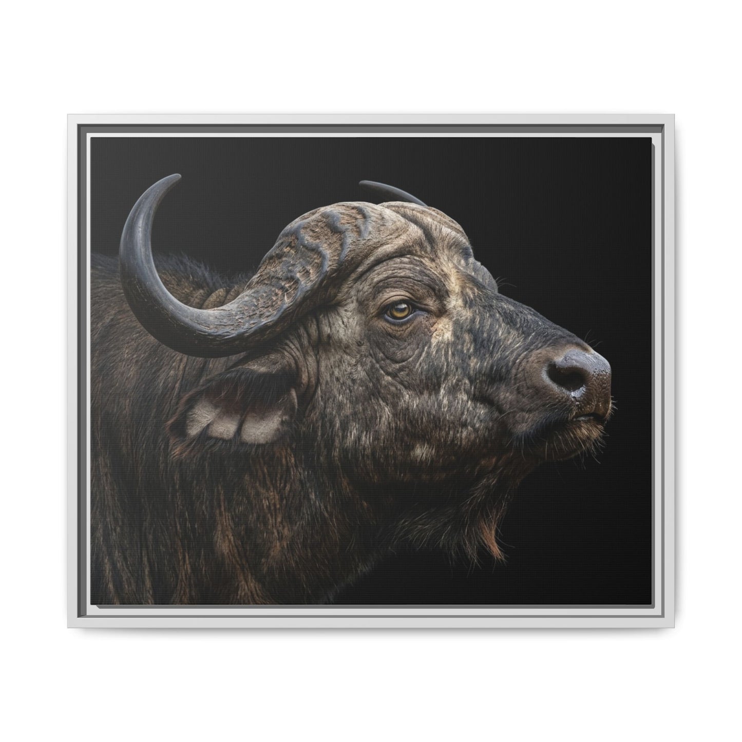 Framed Canvas Print — Cape Buffalo In Colour
