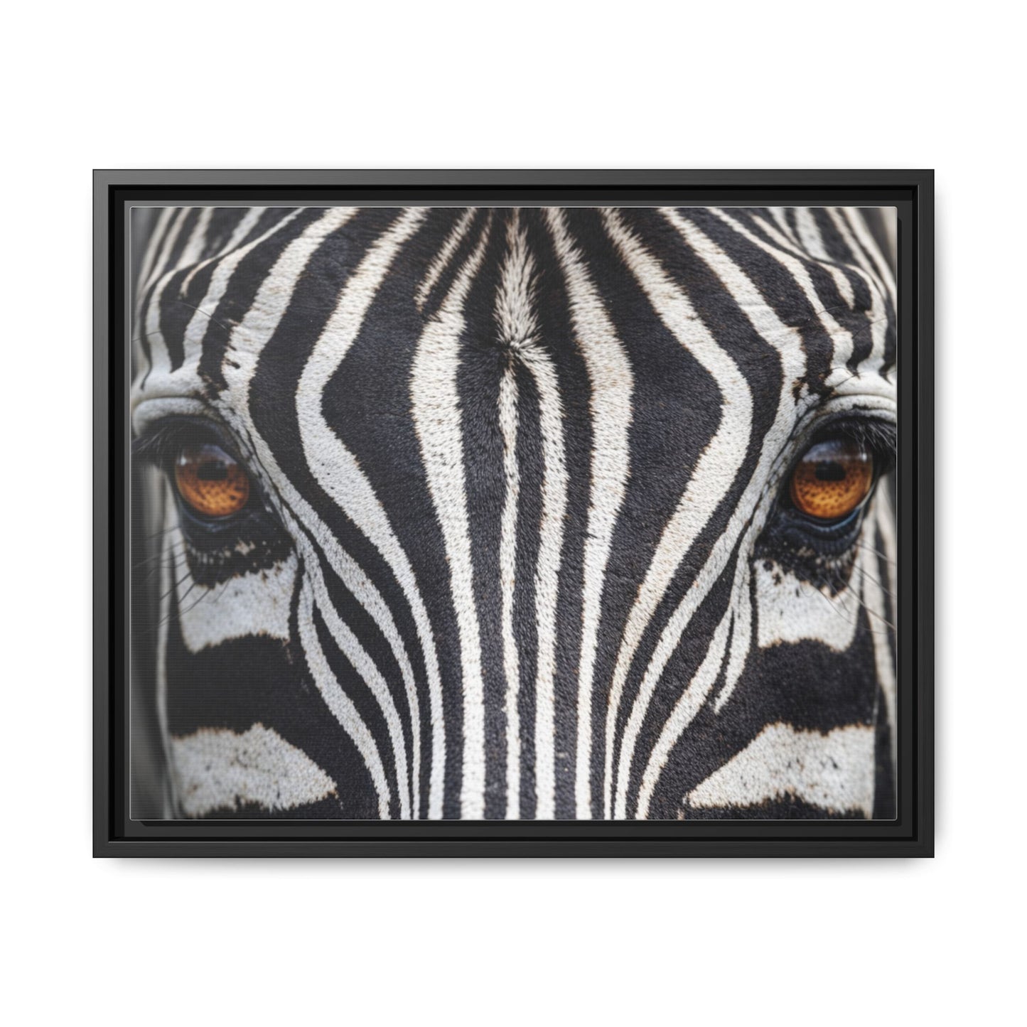 Framed Canvas Print — Zebra Gaze