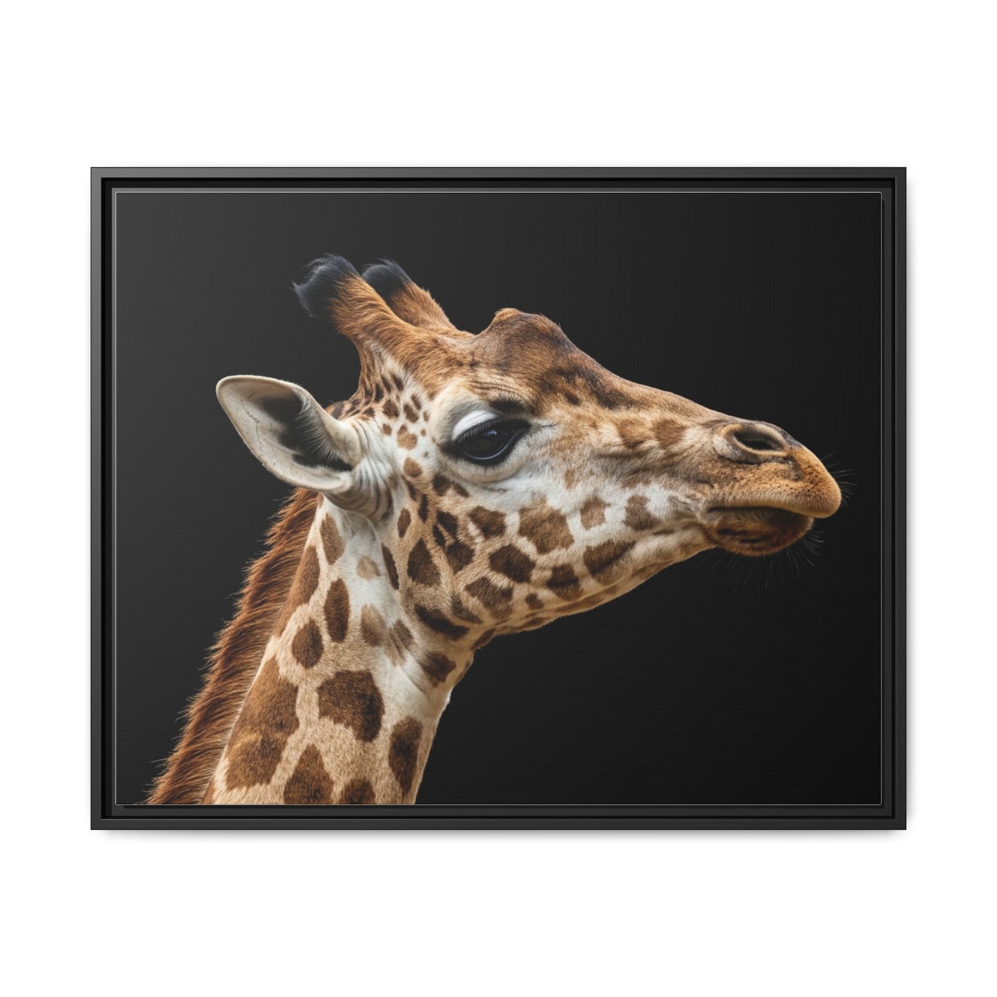 Framed Canvas Print — Giraffe In Colour
