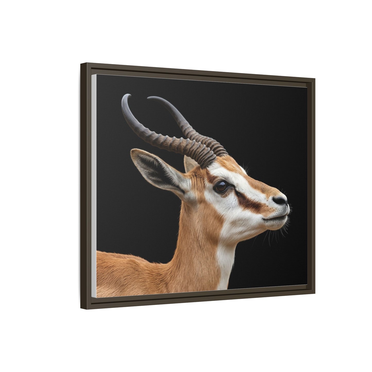Framed Canvas Print — Afrikan Springbok In Colour