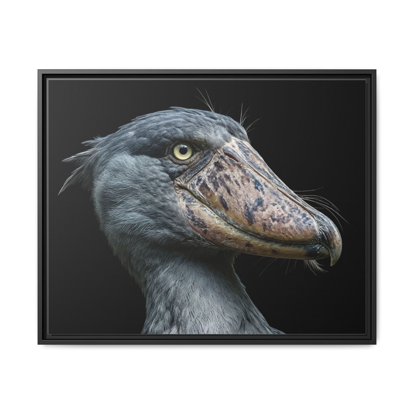 Framed Canvas Print — Shoebill Stork In Colour