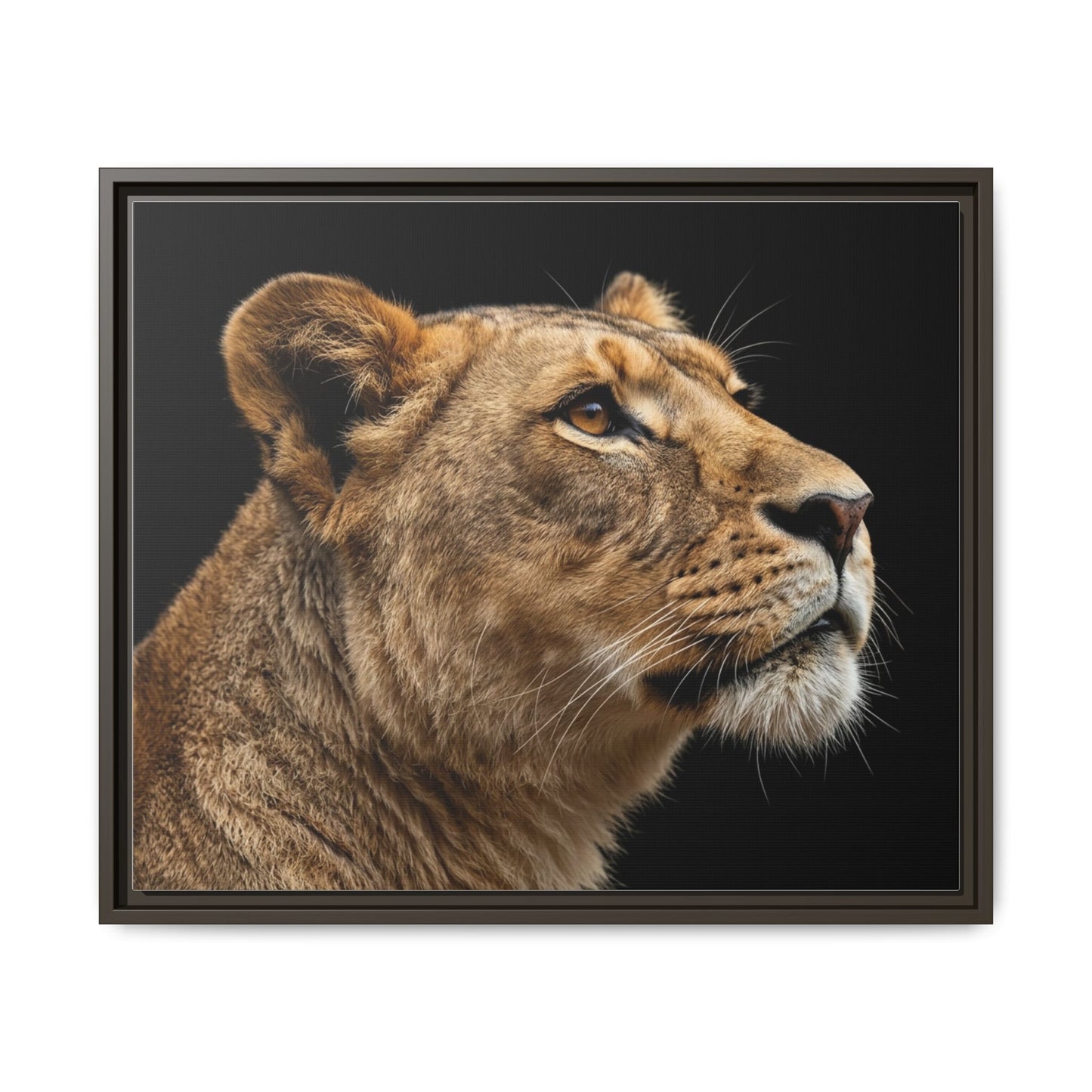 Framed Canvas Print — Lioness In Colour