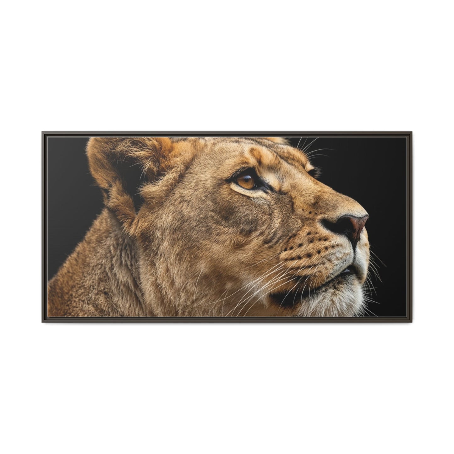 Framed Canvas Print — Lioness In Colour